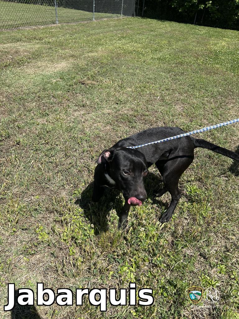 Enlarge Jabarquis, a Adoptable Pit Bull Terrier in Rocky Mount, NC image 3/4