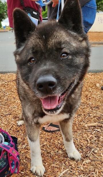 Kito, Adoptable, Adult Male Akita.
