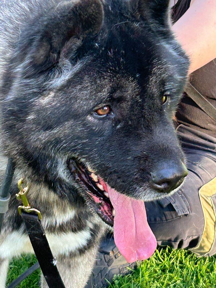 Kito, a Adoptable mixed breed in Jamul, CA image 5/6