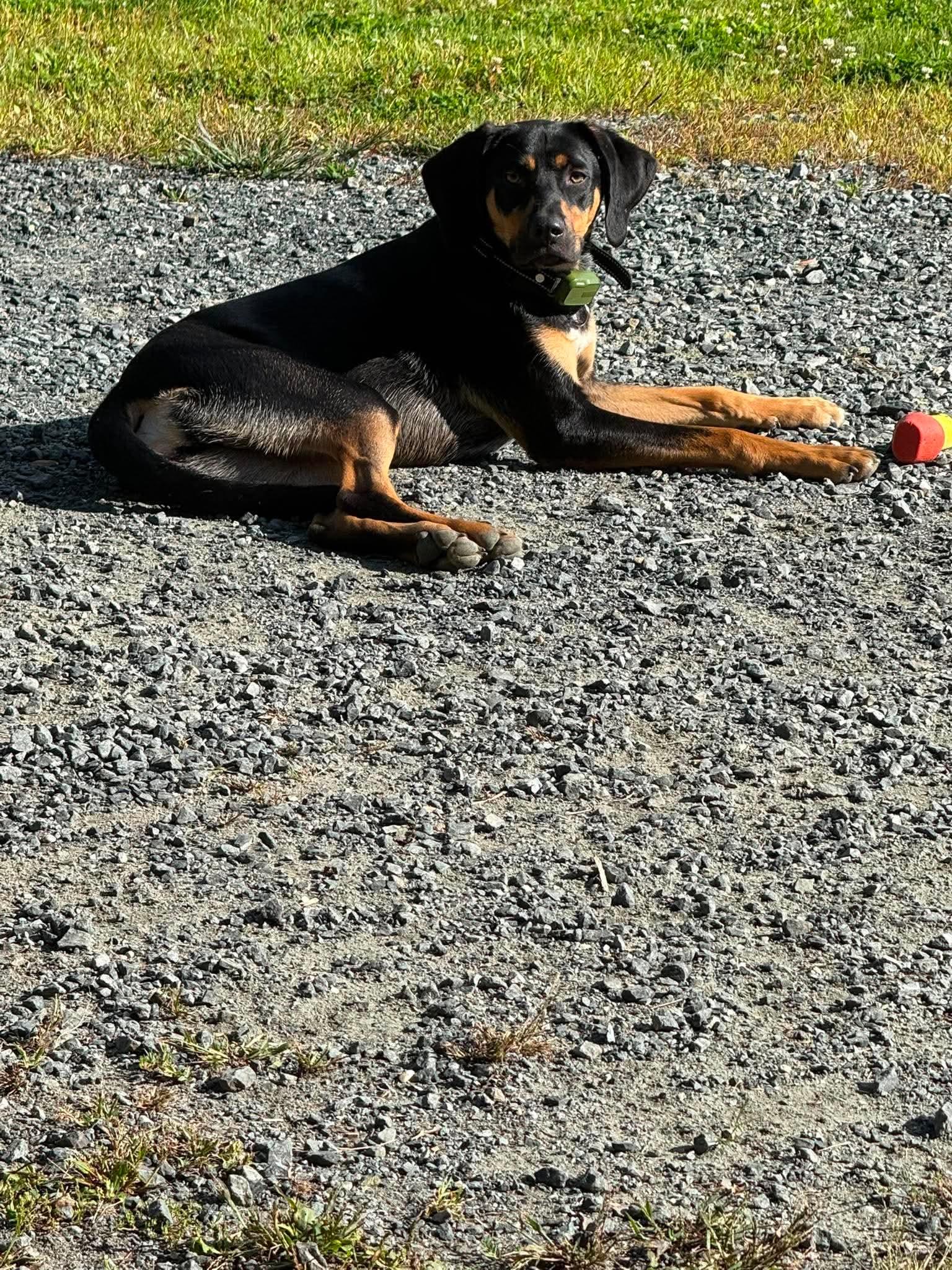Enlarge Gunnar, a Adoptable mixed breed in Randolph Center, VT image 2/5