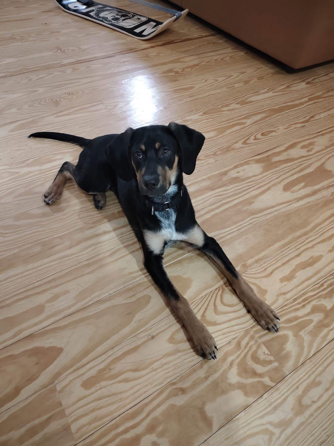 Enlarge Gunnar, a ADOPTABLE mixed breed in Randolph Center, VT image 4/4