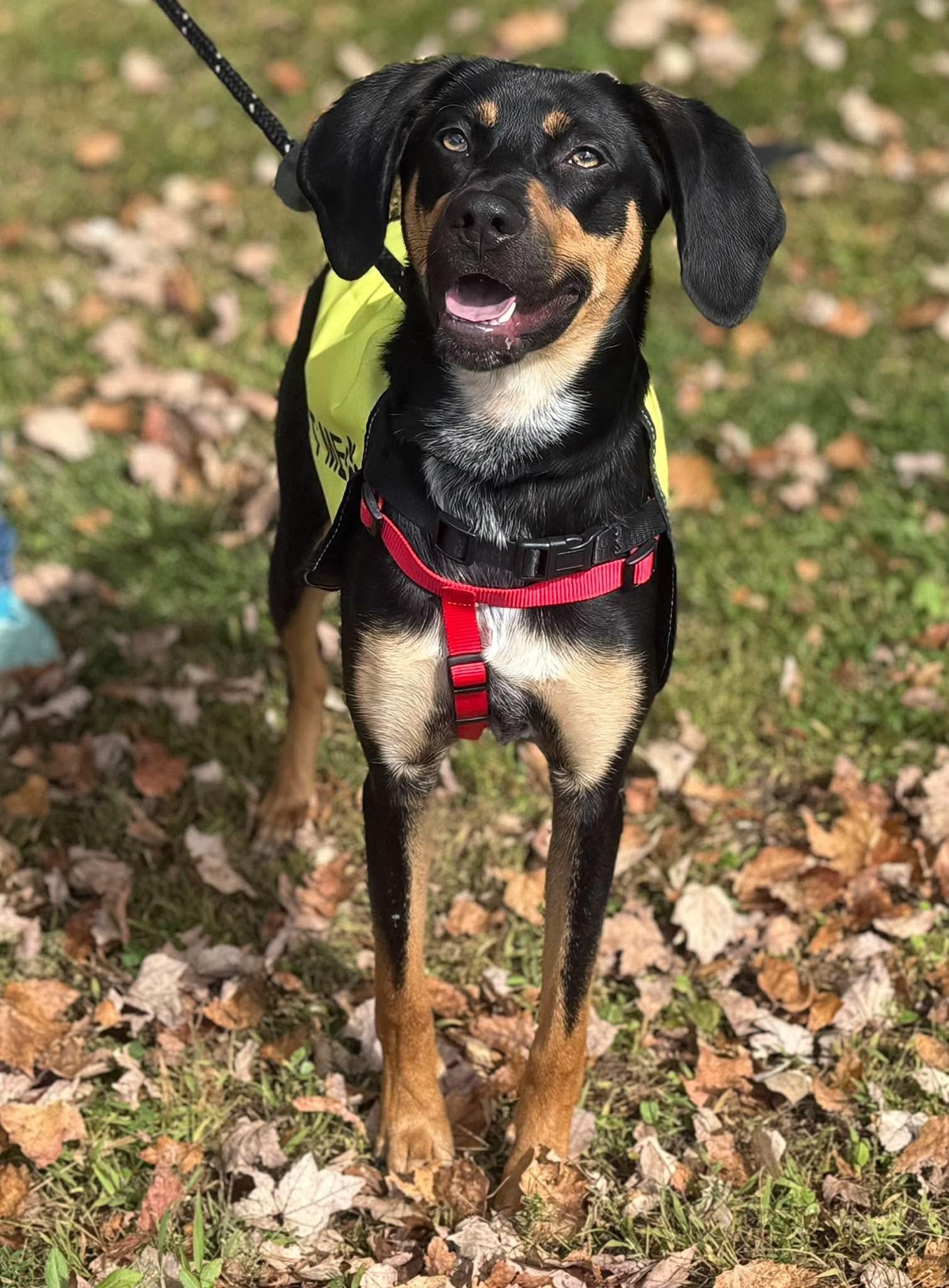 Enlarge Gunnar, a Adoptable mixed breed in Randolph Center, VT image 5/5