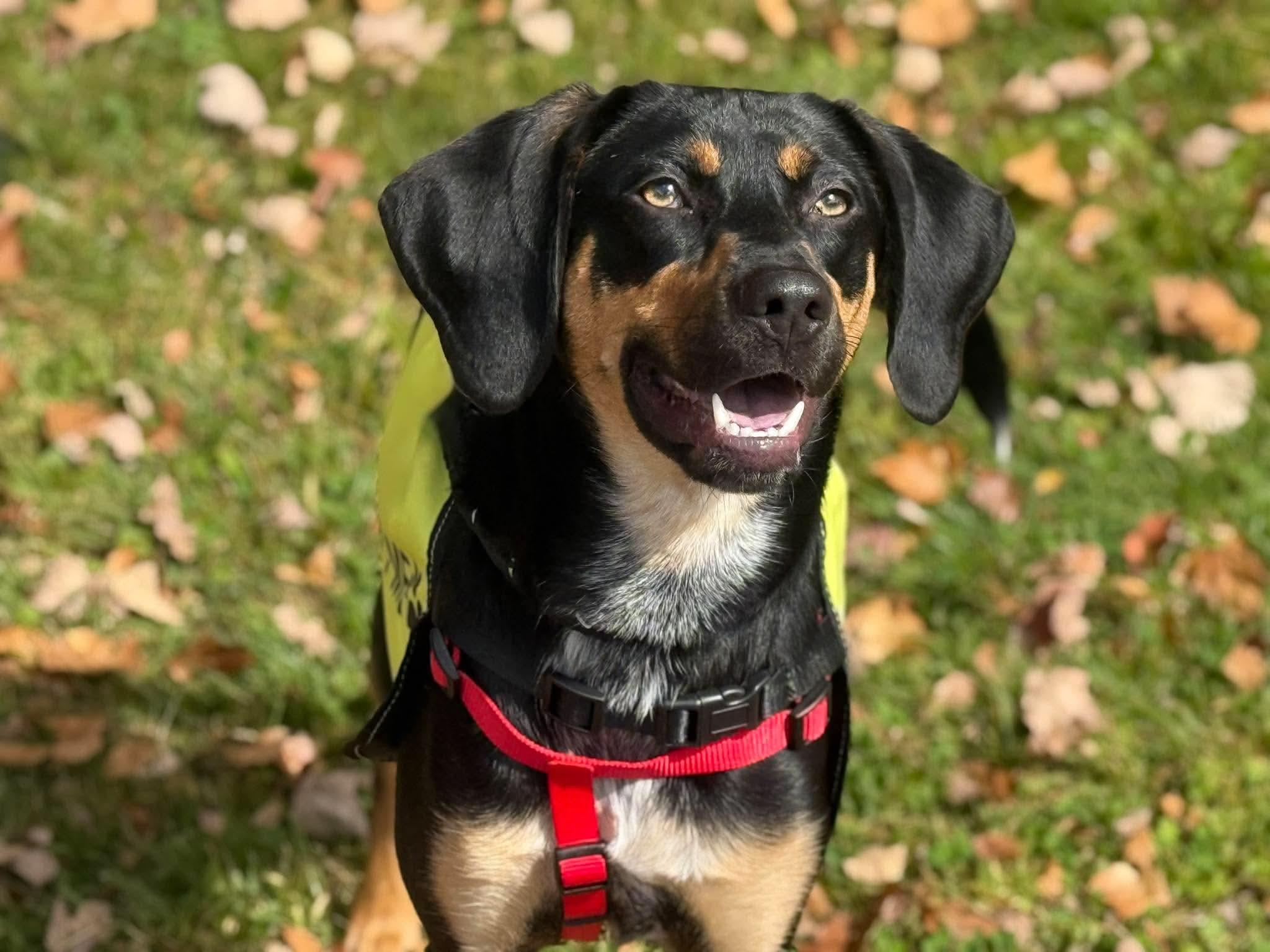 Enlarge Gunnar, a Adoptable mixed breed in Randolph Center, VT image 1/5