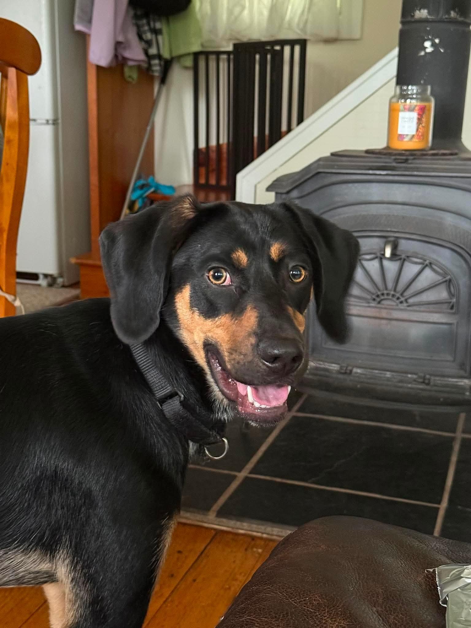 Gunnar, ADOPTABLE, Young Male Hound.