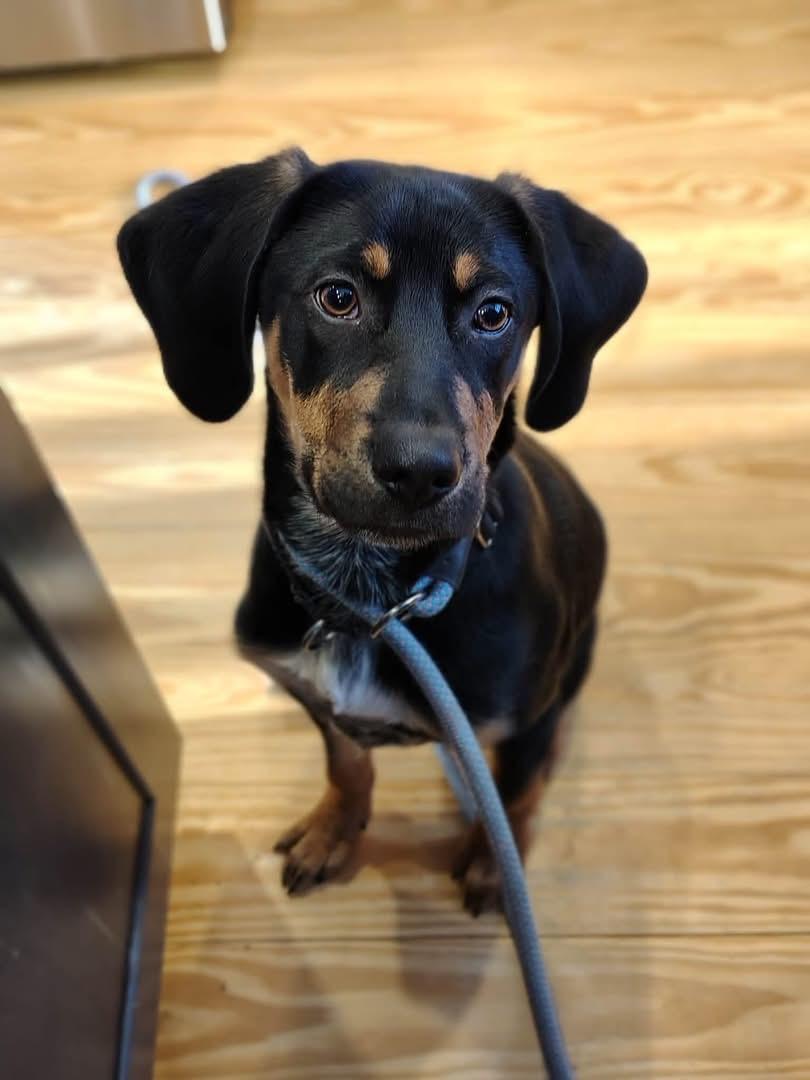 Enlarge Gunnar, a ADOPTABLE mixed breed in Randolph Center, VT image 2/4
