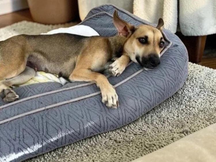 Enlarge Juliet, a Adoptable mixed breed in San Francisco, CA image 3/6
