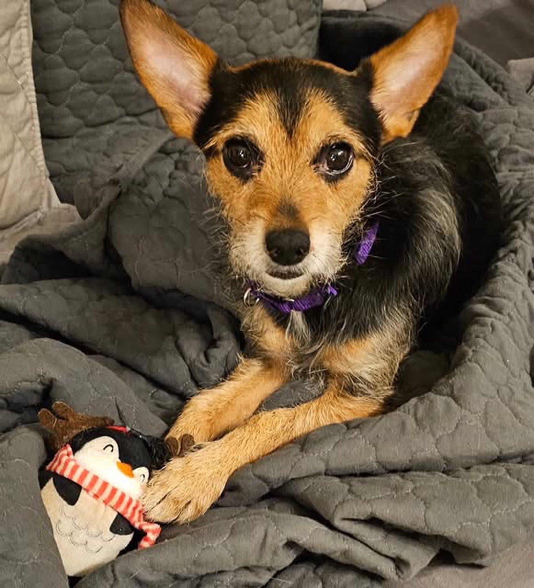Ramesses , an adopted mixed breed in New York, NY image 5/6