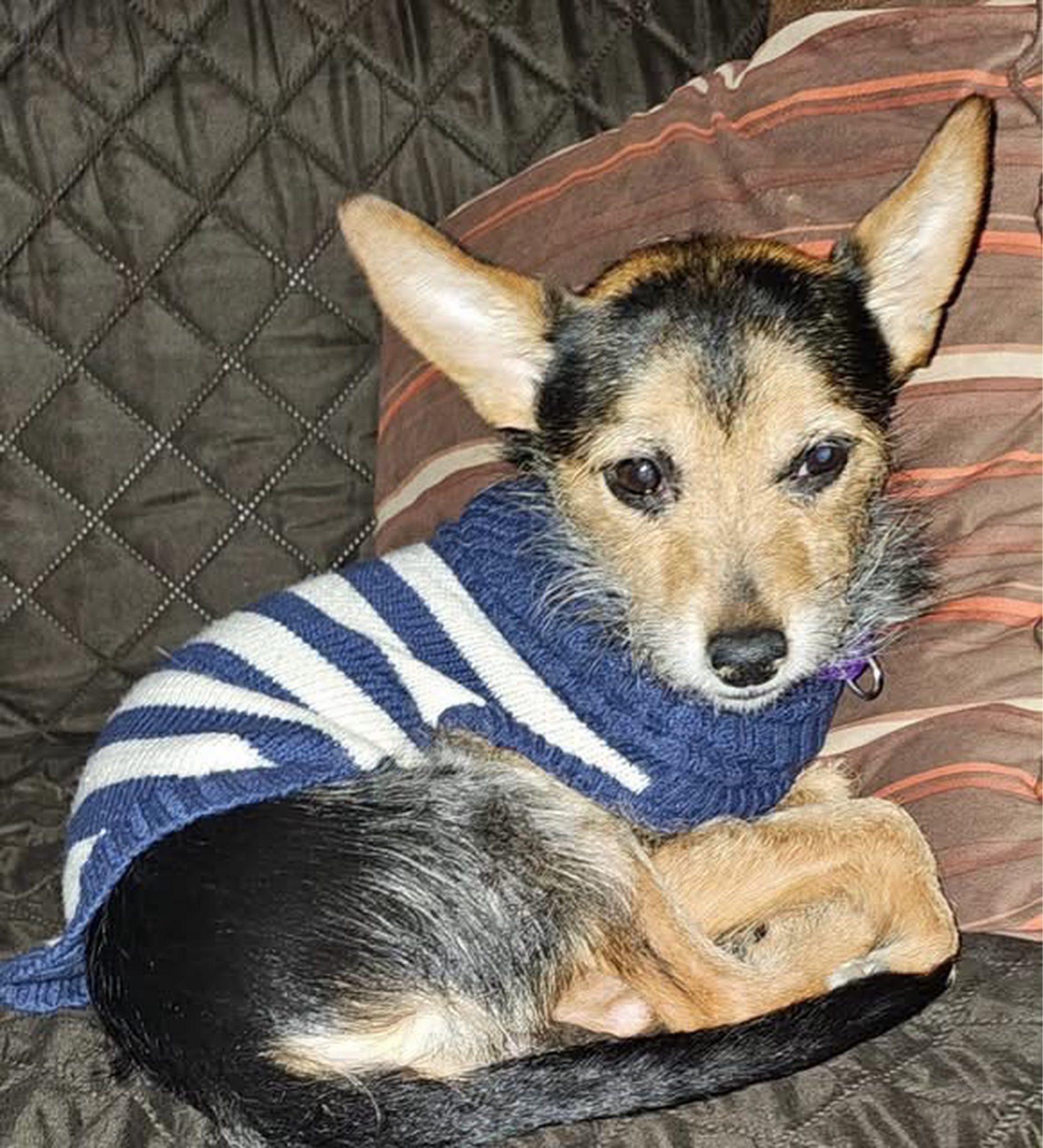 Ramesses , an adopted mixed breed in New York, NY image 2/6