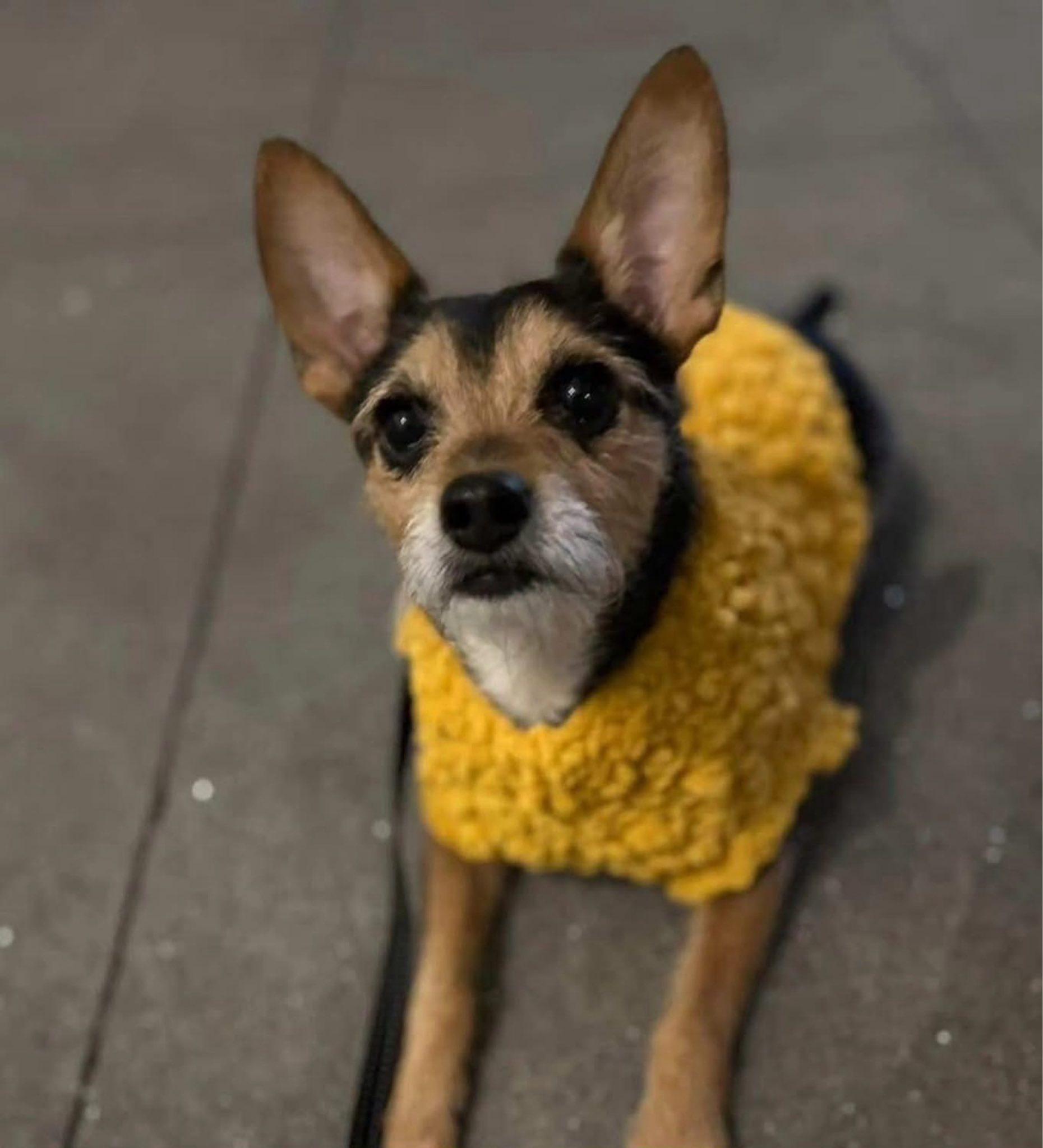 Ramesses , an adopted mixed breed in New York, NY image 3/6