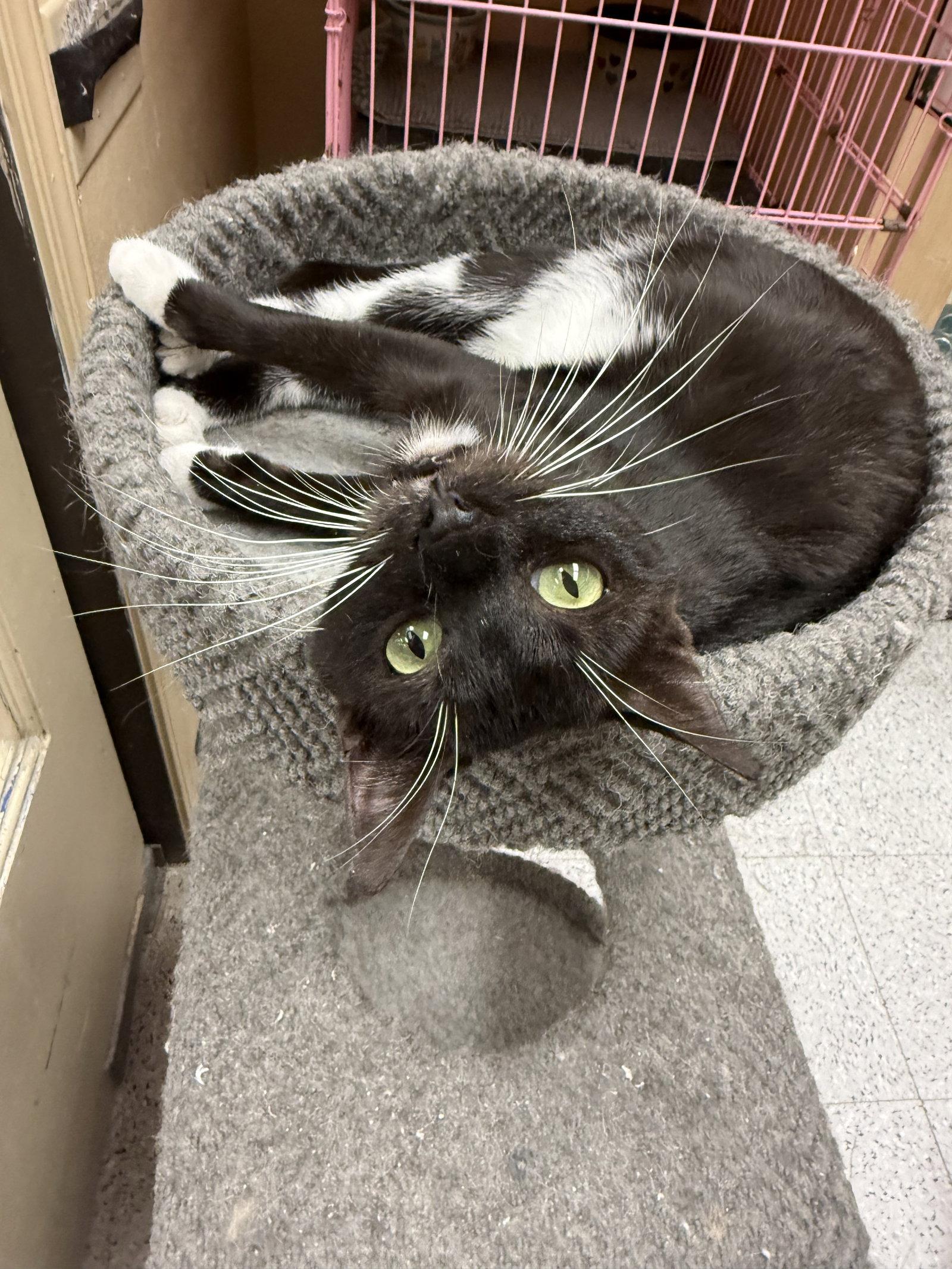 Ha'lia Napa Petco, a Adoptable Tuxedo in Napa, CA image 1/3