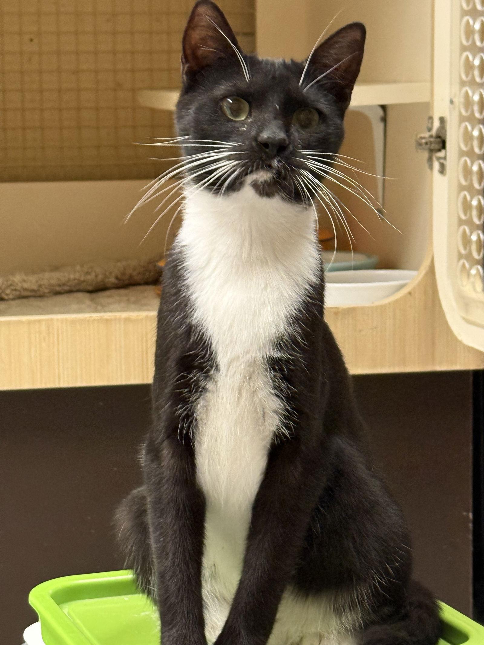 Ha'lia Napa Petco, a Adoptable Tuxedo in Napa, CA image 2/3
