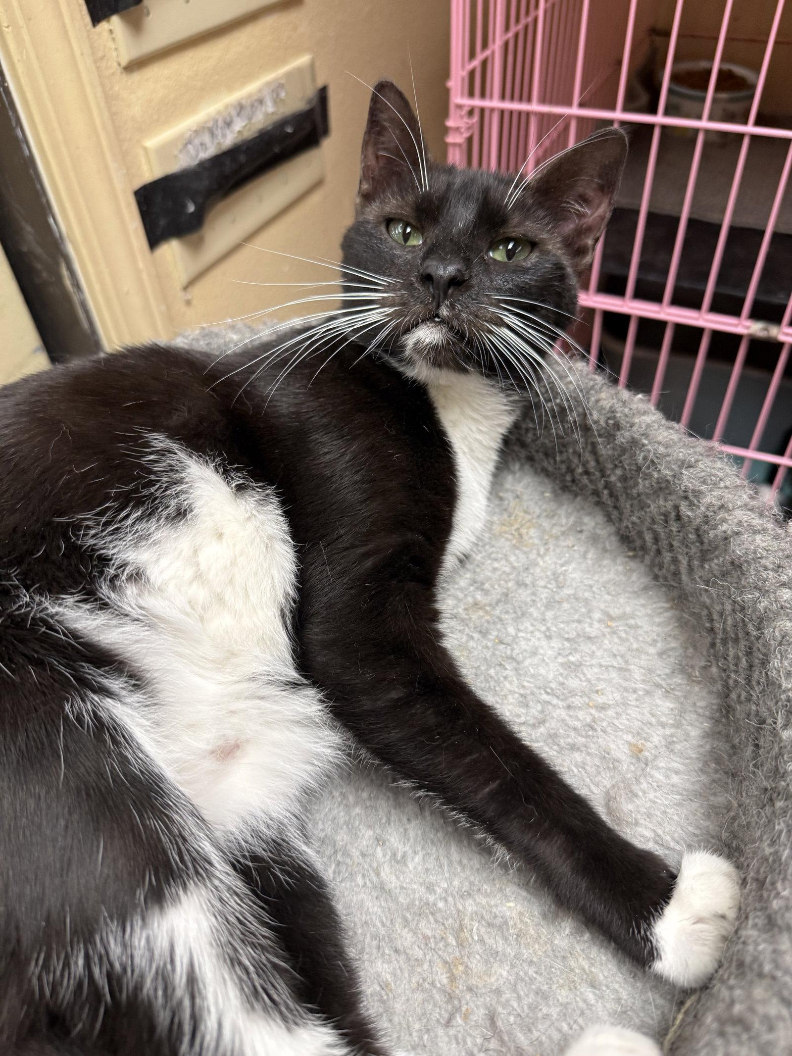 Ha'lia Napa Petco, a Adoptable Tuxedo in Napa, CA image 3/3