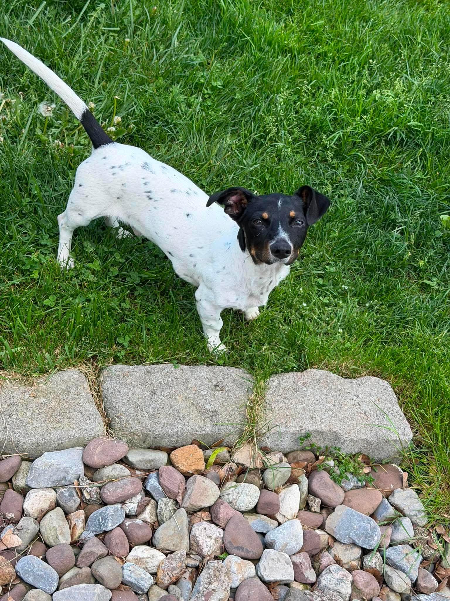 Chip, a ADOPTABLE Mixed Breed in Rochester , NY image 2/6