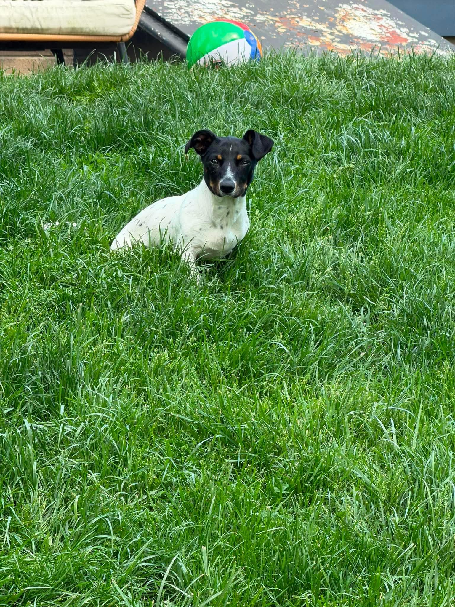 Chip, a ADOPTABLE Mixed Breed in Rochester , NY image 4/6