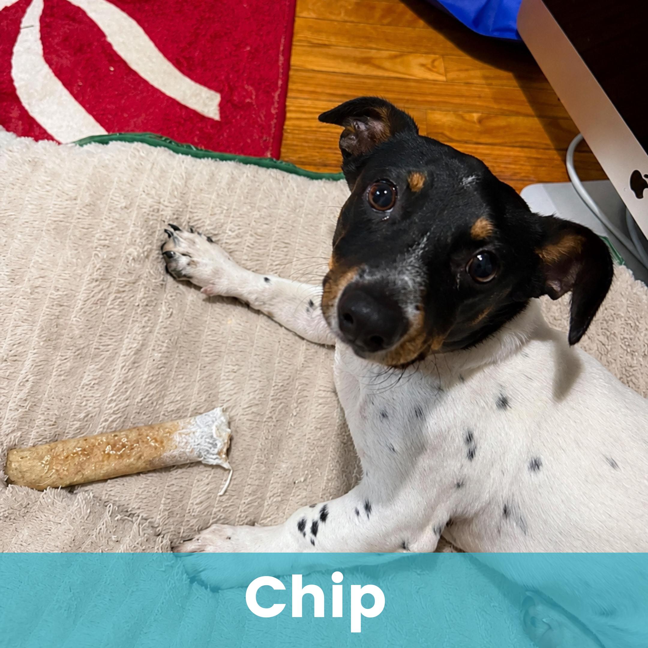 Chip, a ADOPTABLE Mixed Breed in Rochester , NY image 1/6