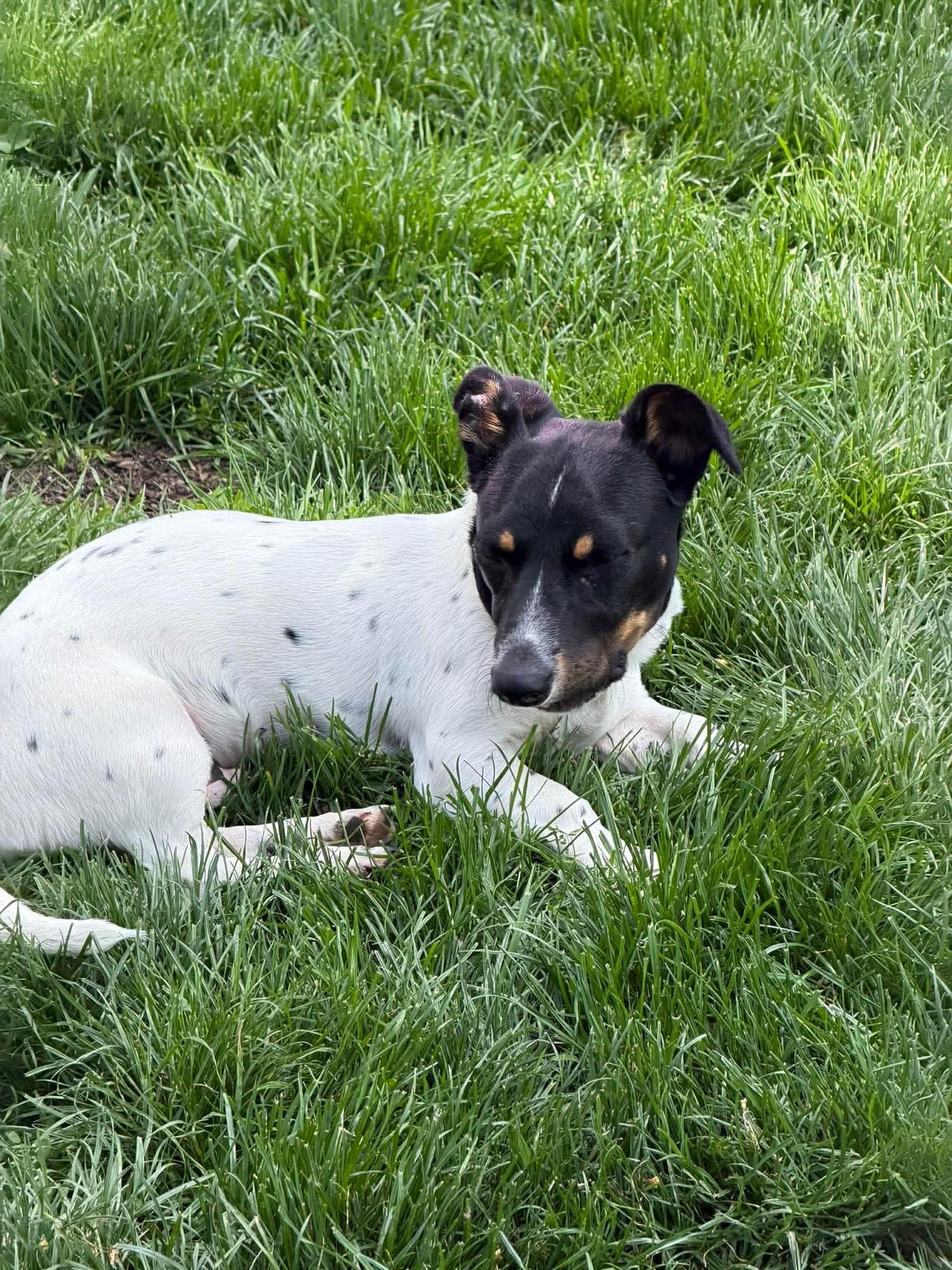 Chip, a ADOPTABLE Mixed Breed in Rochester , NY image 5/6