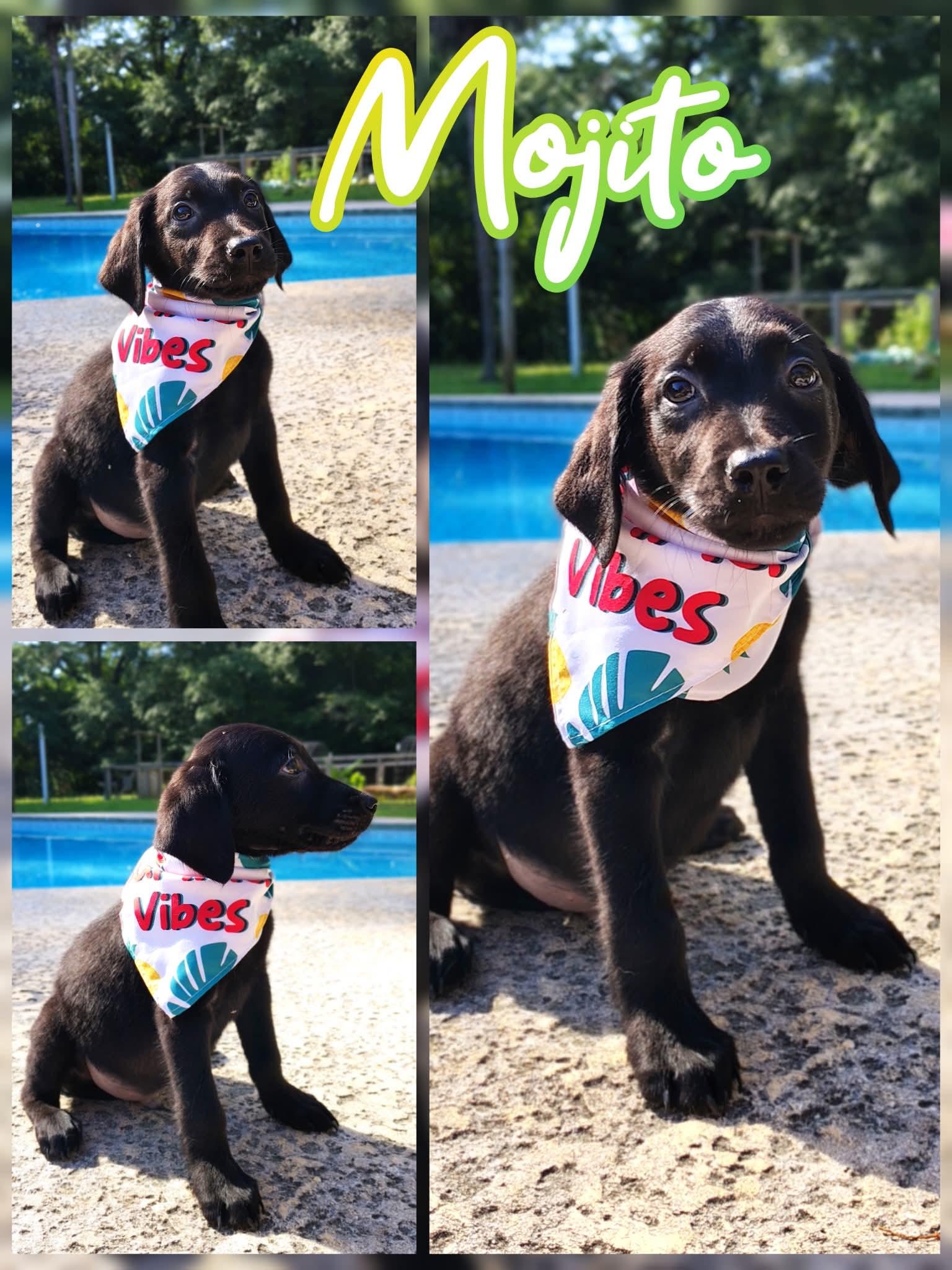Enlarge Mojito, an adopted mixed breed in Palm Bay, FL image 1/1