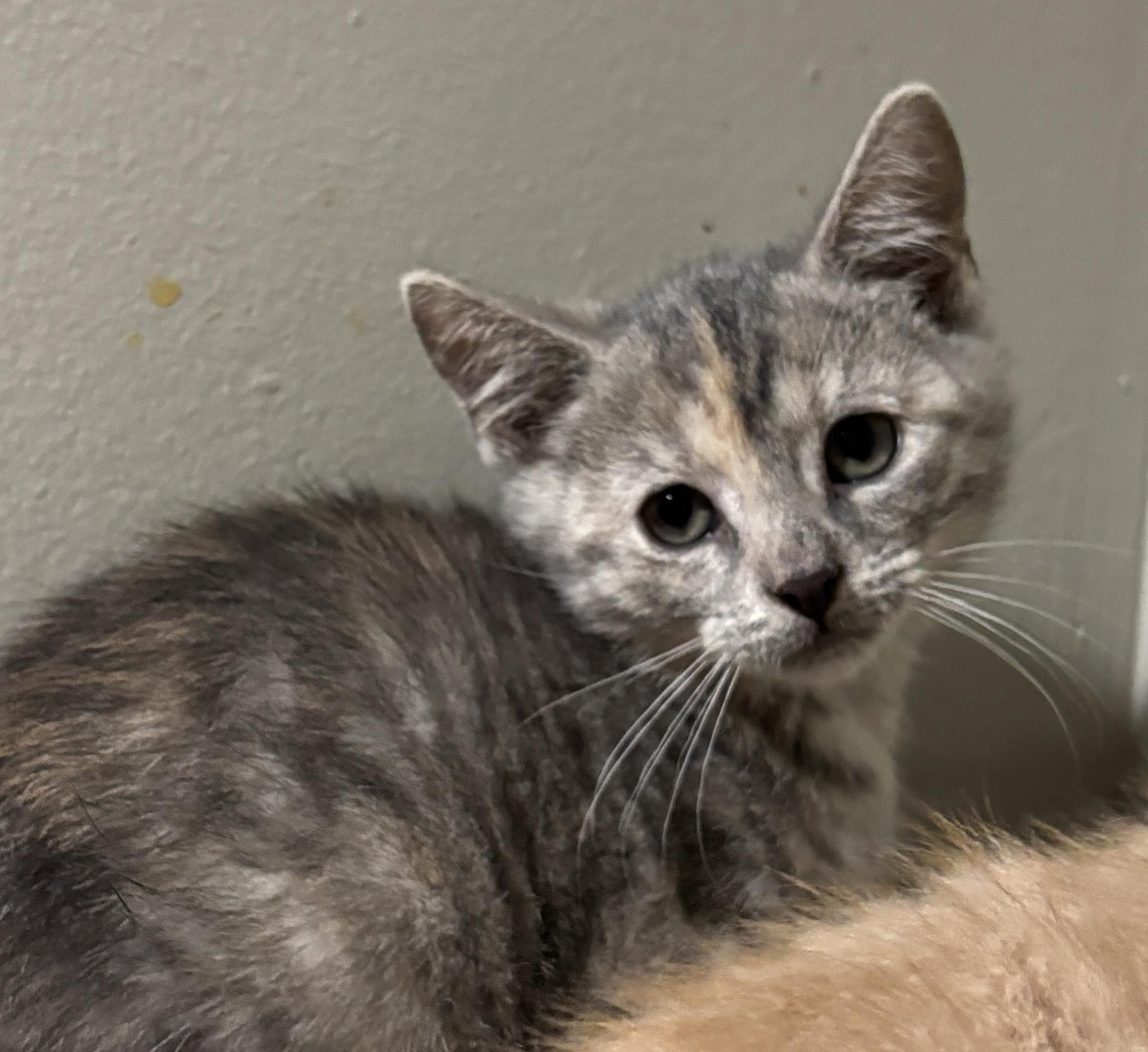 Enlarge Marzen, a Adoptable Domestic Short Hair in East Hanover, NJ image 1/1