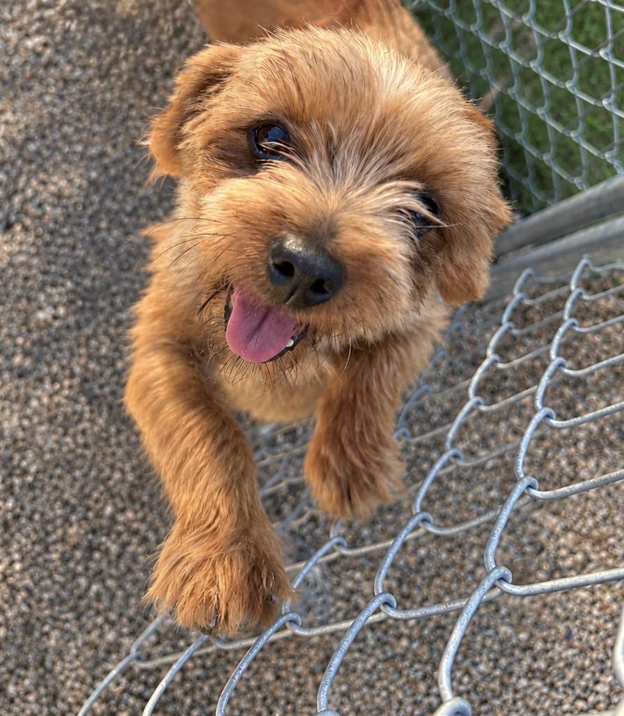 Enlarge Sapphire, a Adoptable Yorkshire Terrier in New Stanton, PA image 2/2