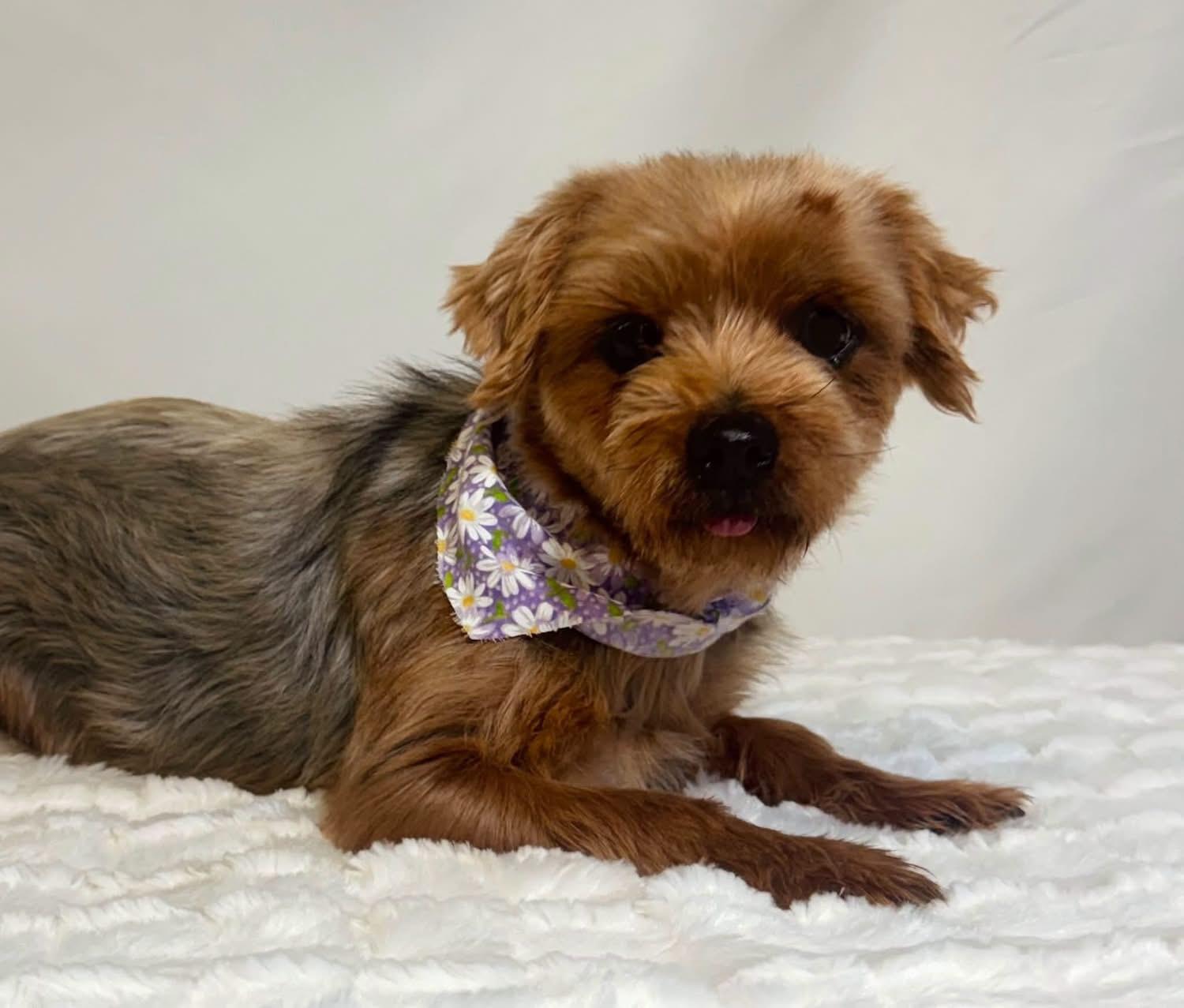 Enlarge Sapphire, a Adoptable Yorkshire Terrier in New Stanton, PA image 1/2