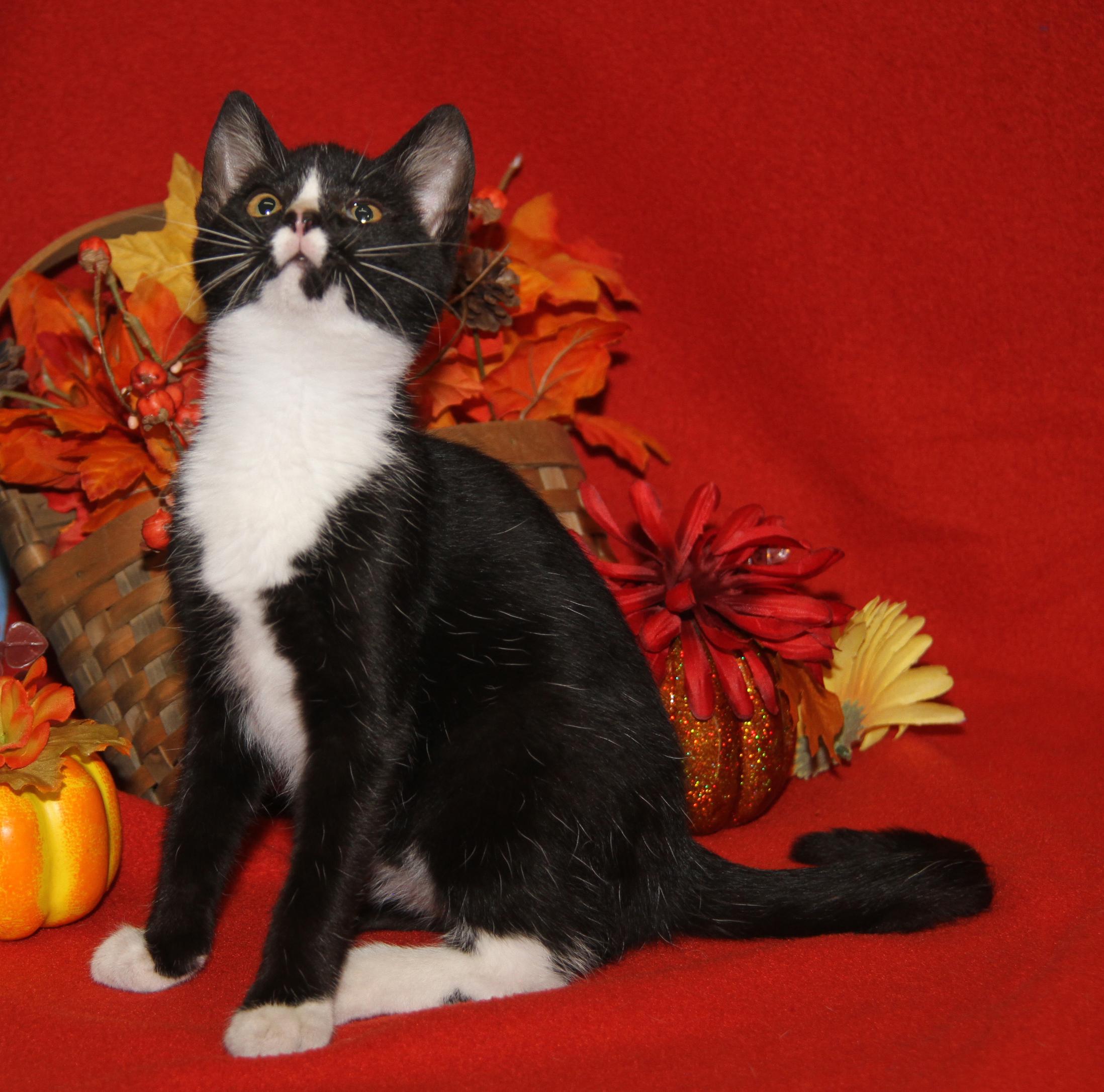 Blackfire (Spayed) (Silky's Kitten) (Photos 9/1/2025)