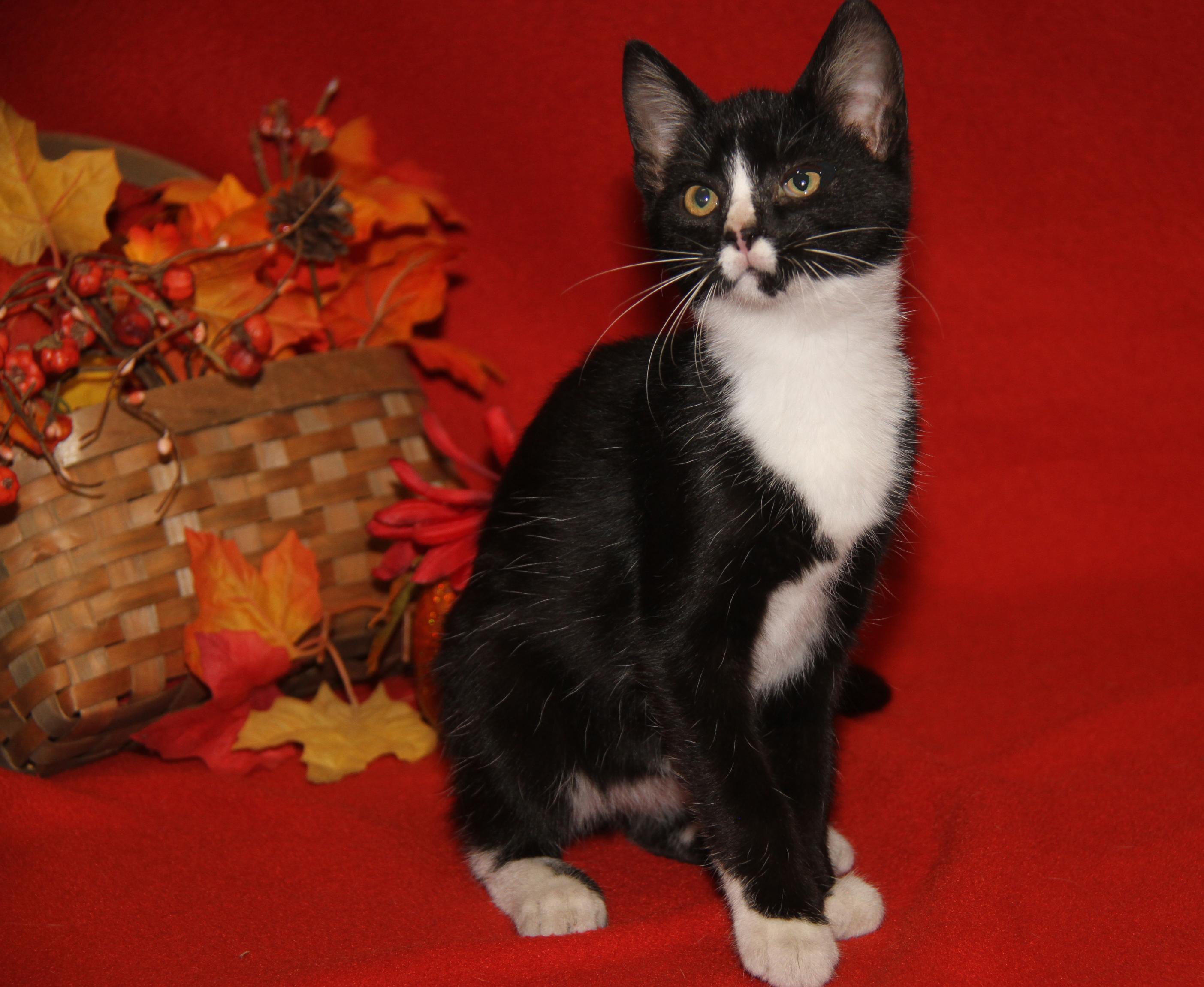 Blackfire (Spayed) (Silky's Kitten) (Photos 9/1/2025)