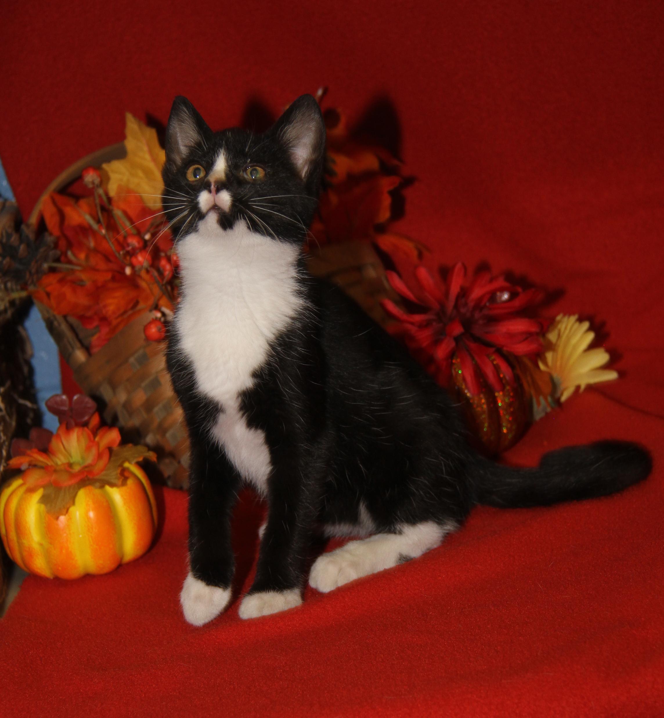 Blackfire (Spayed) (Silky's Kitten) (Photos 9/1/2025)