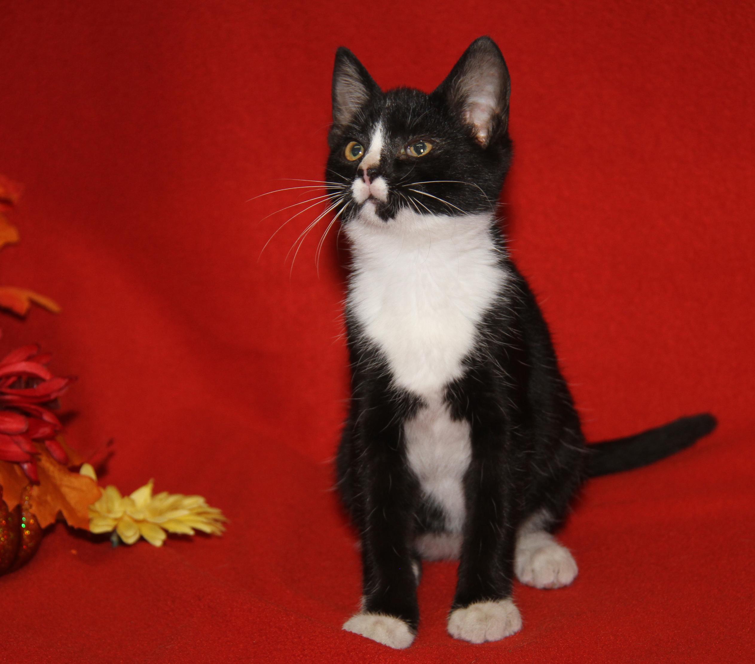 Blackfire (Spayed) (Silky's Kitten) (Photos 9/1/2025)
