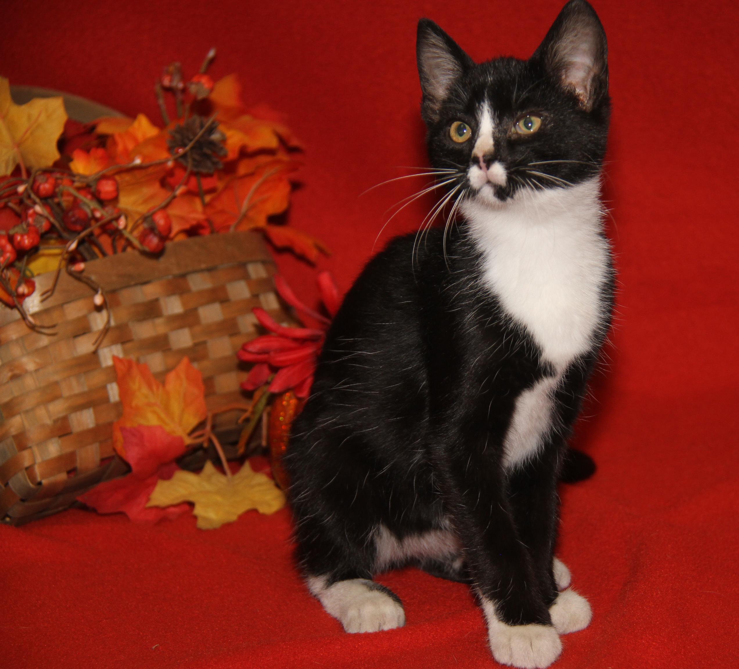 Blackfire (Spayed) (Silky's Kitten) (Photos 9/1/2025)