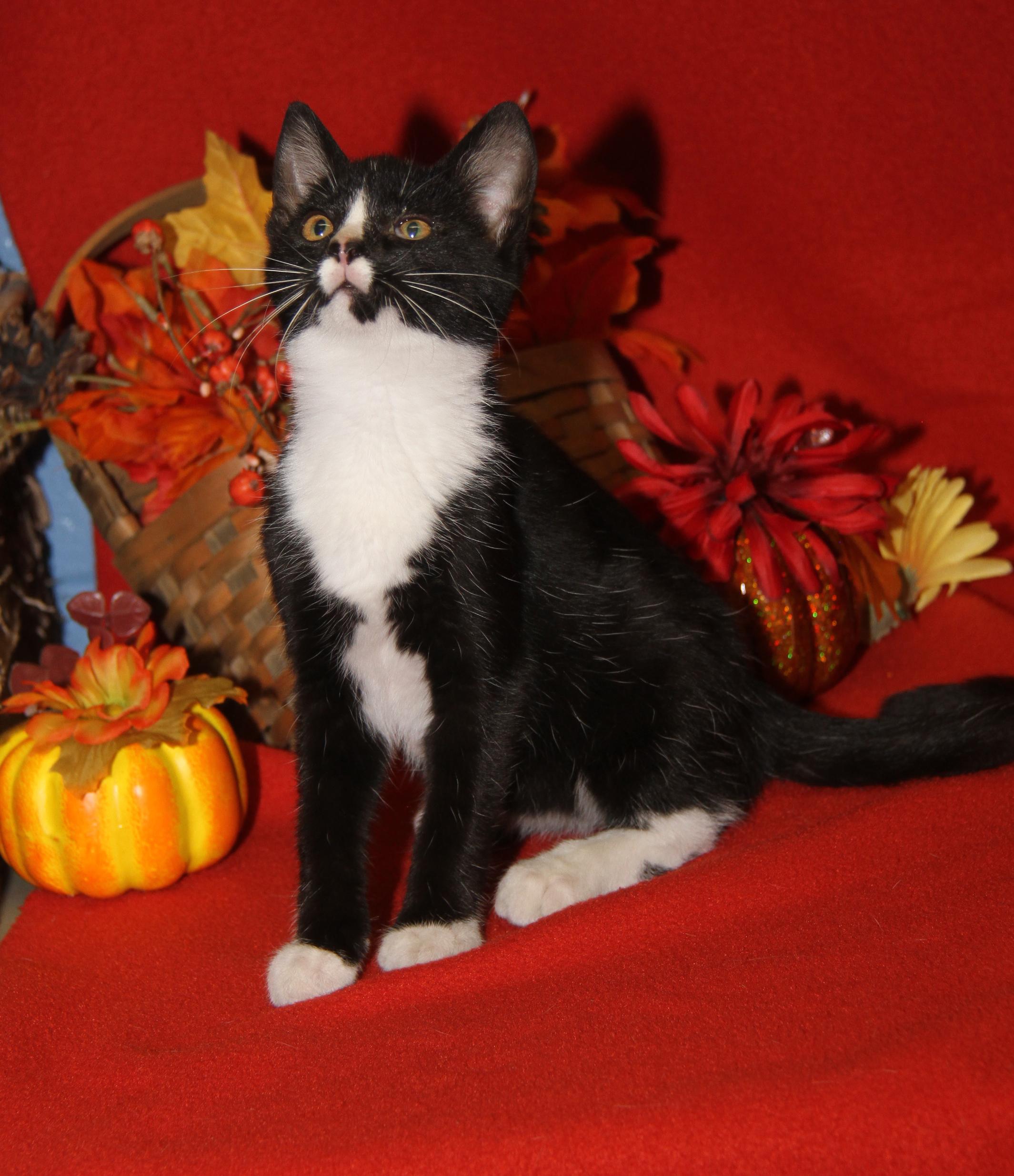 Blackfire (Spayed) (Silky's Kitten) (Photos 9/1/2025)