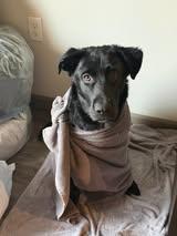 Enlarge Chief, a ADOPTABLE Black Labrador Retriever in Stillwater, OK image 2/3