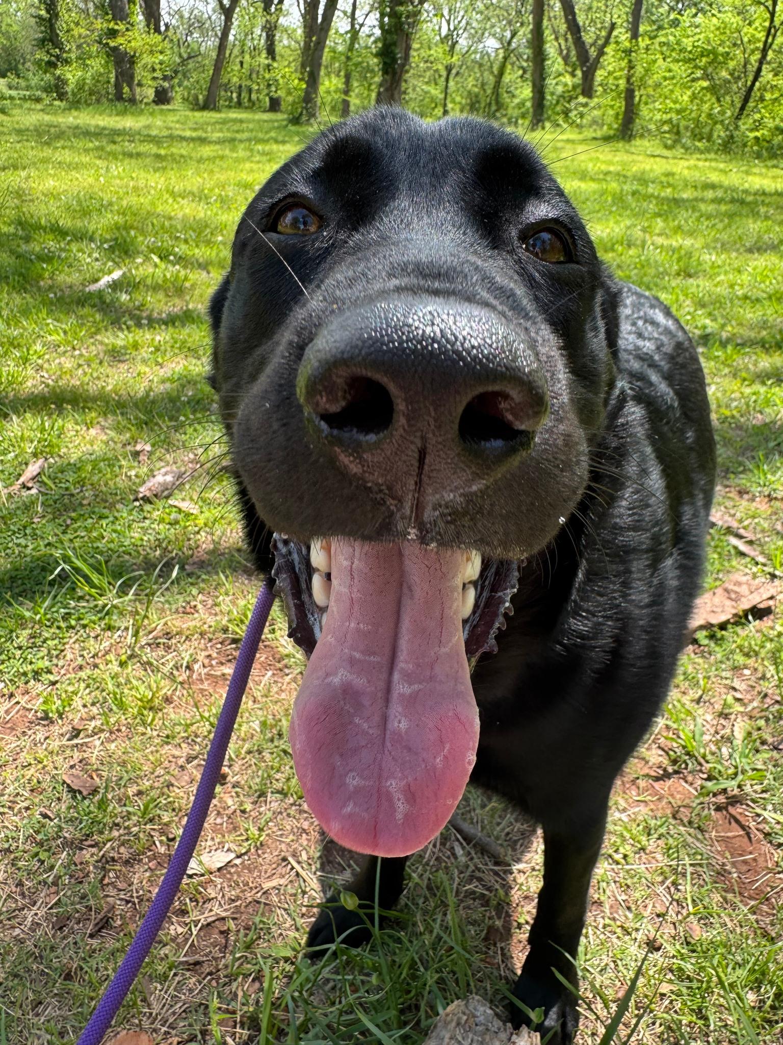 Enlarge Chief, a ADOPTABLE Black Labrador Retriever in Stillwater, OK image 3/3