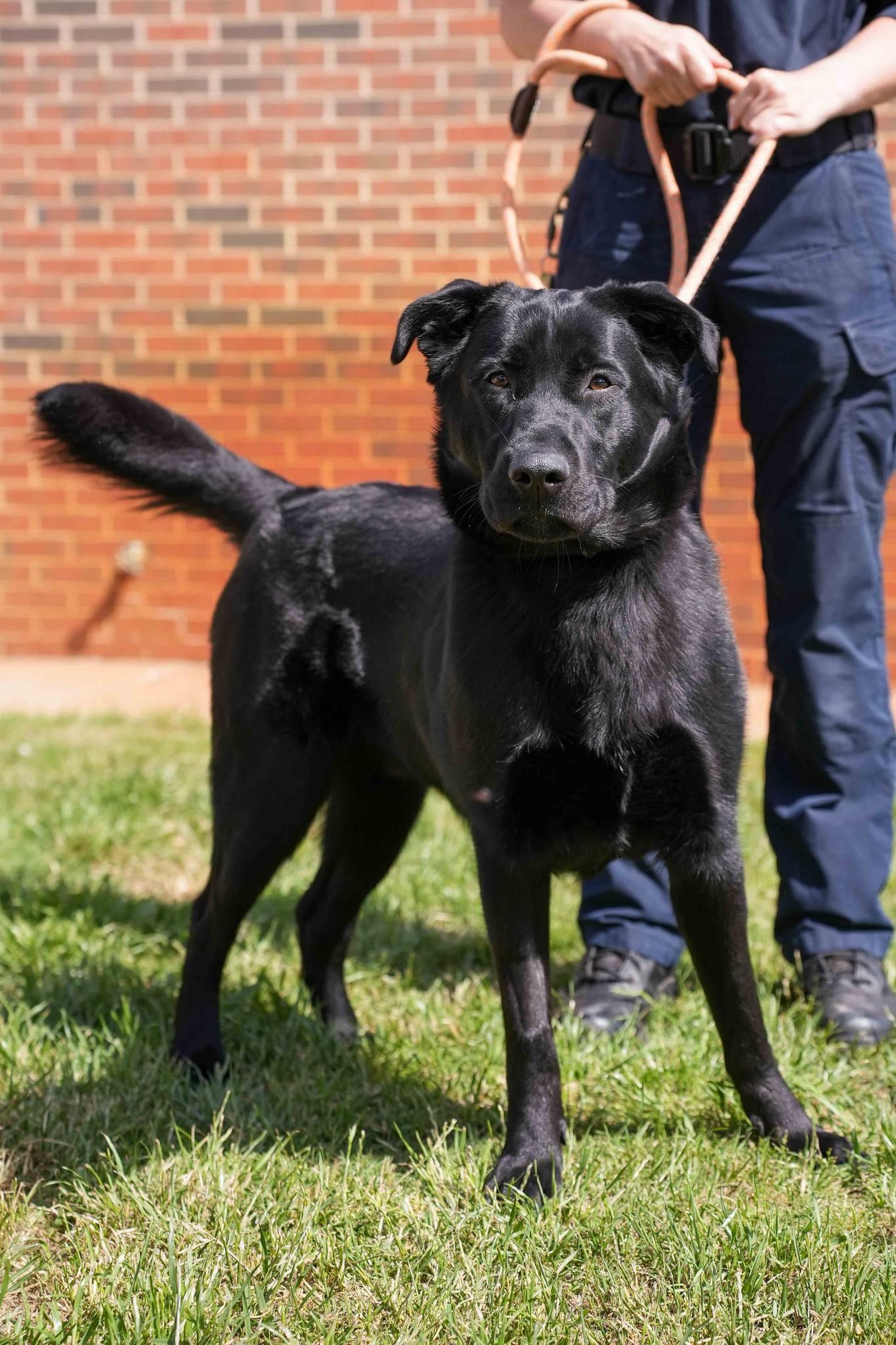 Enlarge Chief, a ADOPTABLE Black Labrador Retriever in Stillwater, OK image 1/3