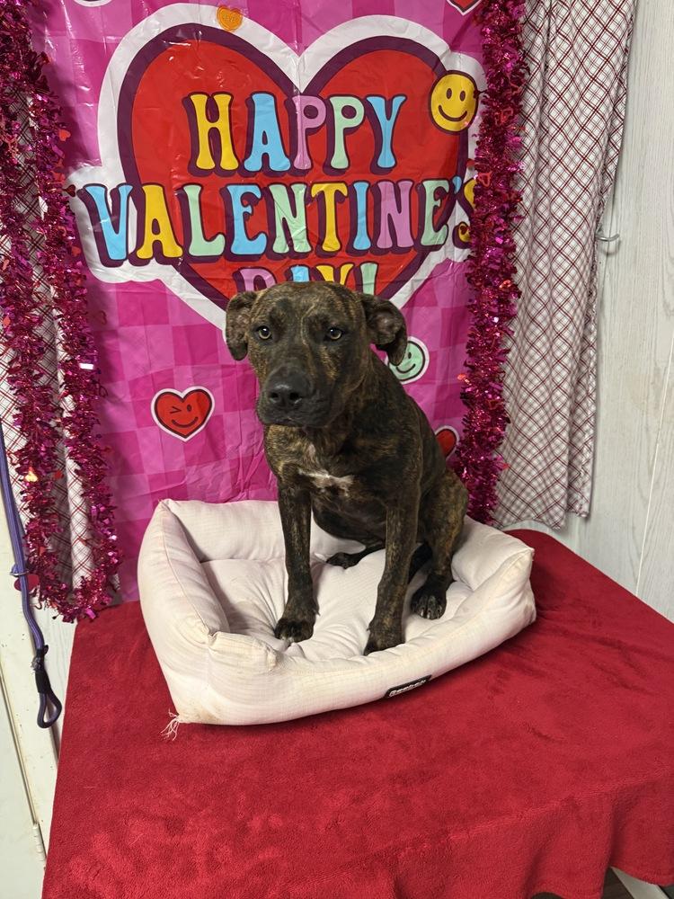 Peanut Brittle, Adoptable, Puppy Female Plott Hound.