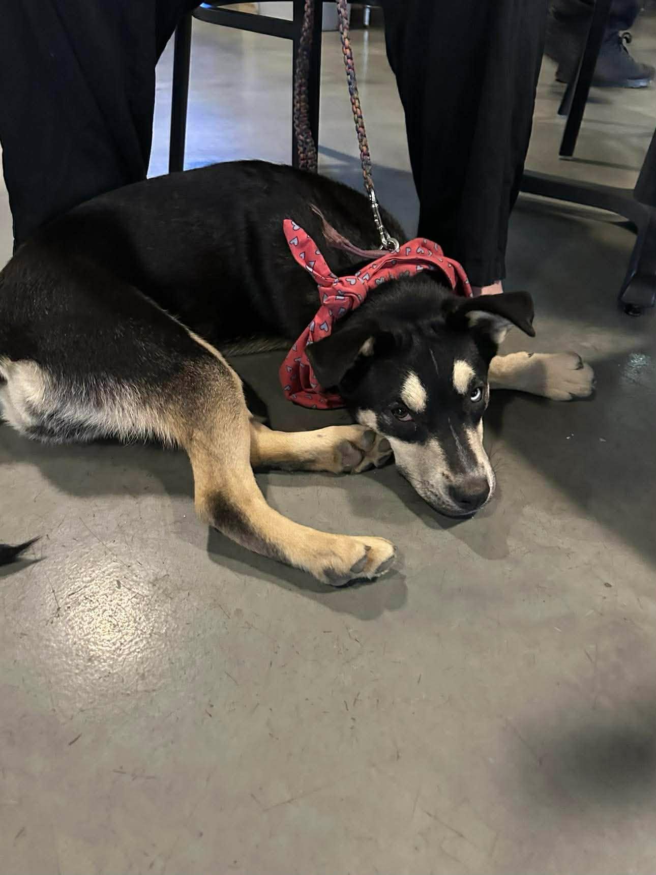 Lavender, Adopted, Puppy Female Australian Shepherd.