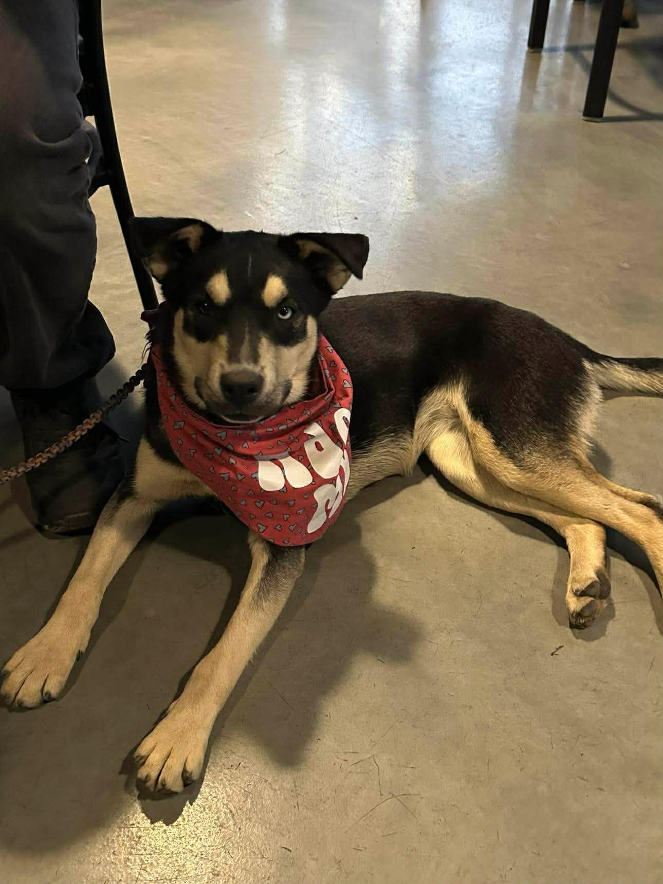 Enlarge Lavender, a Adopted Australian Shepherd in Minneapolis, MN image 3/3