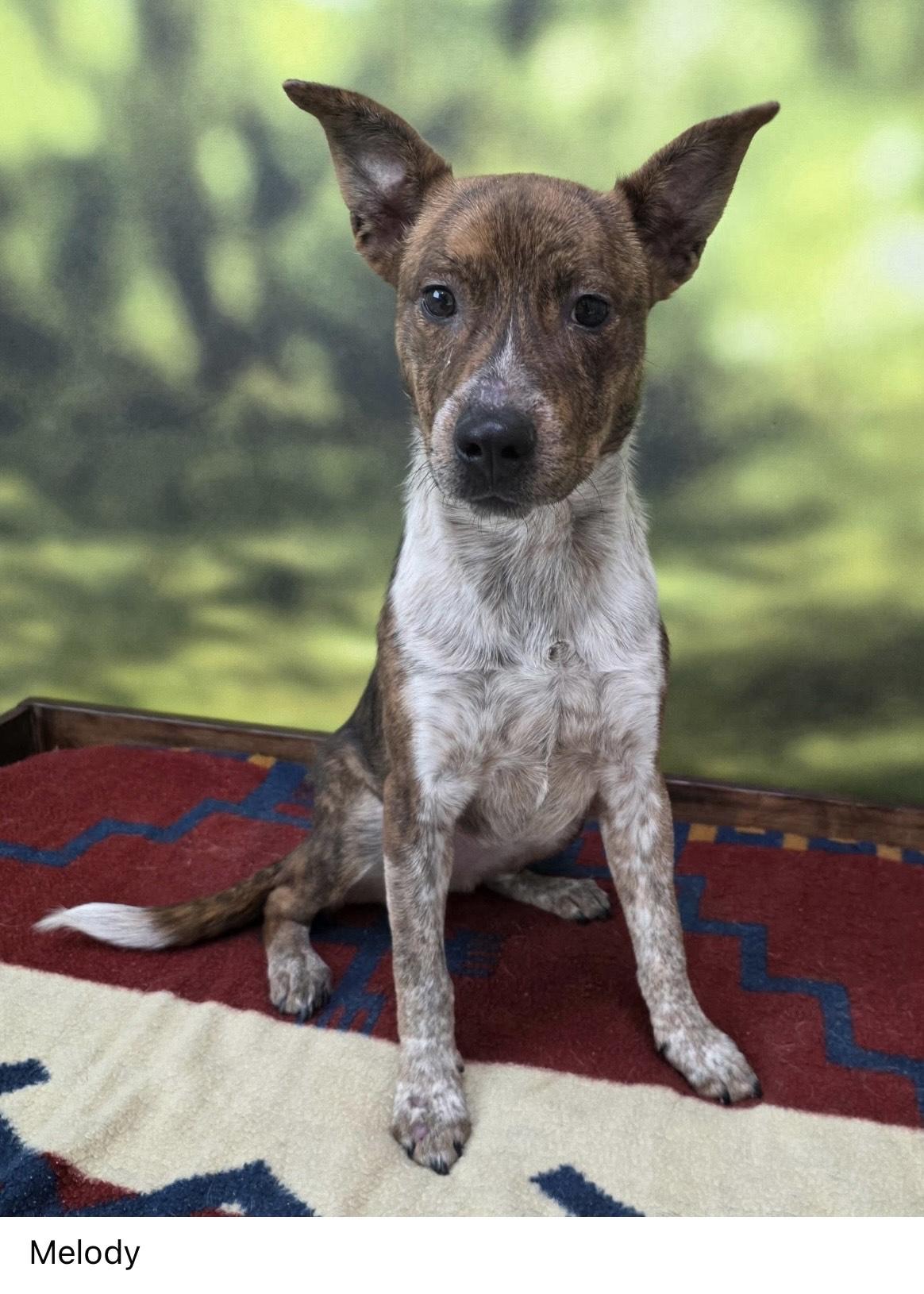Melody in NH! Come Meet Our Adoptable Dogs Wed-Sat, More Info in Bio! , Adoptable, Young Female Australian Cattle Dog / Blue Heeler.