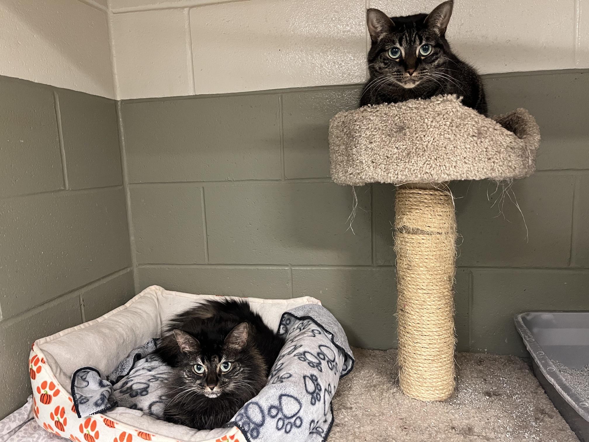 Brambles & Kitty, ADOPTABLE, Adult Female Domestic Medium Hair.