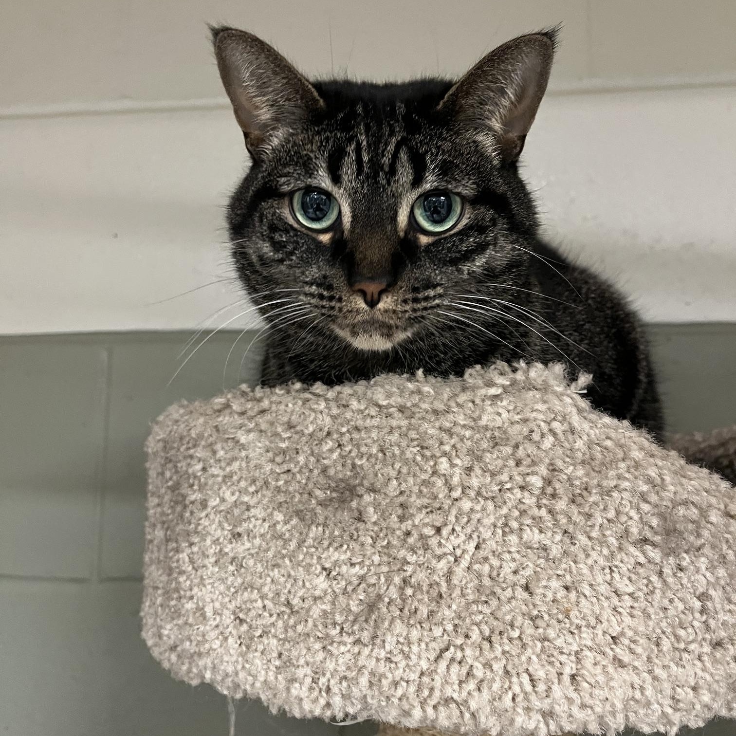 Brambles & Kitty, a ADOPTABLE Domestic Medium Hair in St Thomas, ON image 4/4