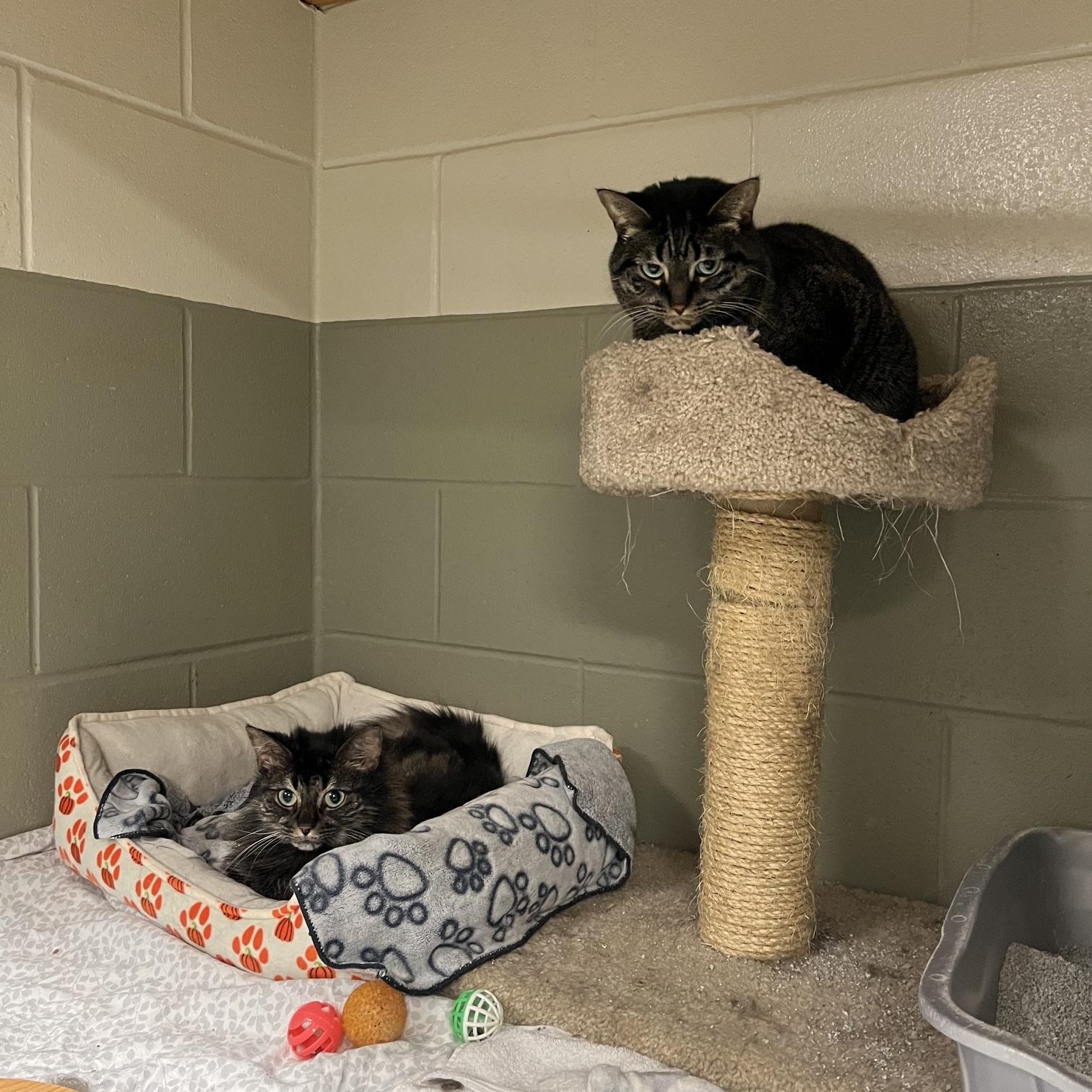 Brambles & Kitty, a ADOPTABLE Domestic Medium Hair in St Thomas, ON image 3/4