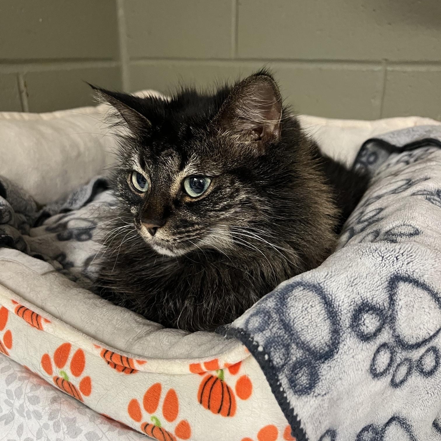 Brambles & Kitty, a ADOPTABLE Domestic Medium Hair in St Thomas, ON image 2/4