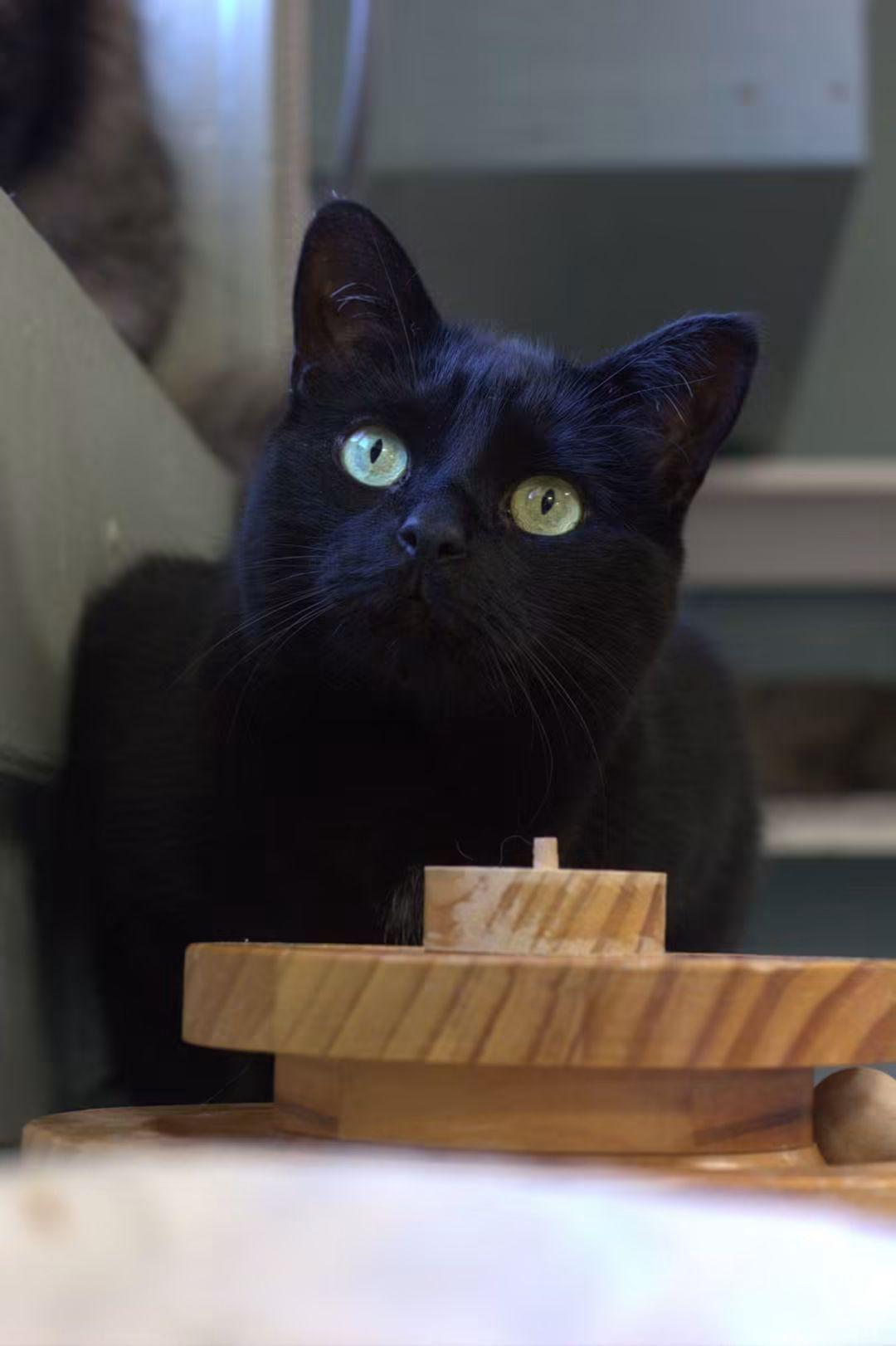 Mulan, Adoptable, Adult Female Domestic Short Hair.