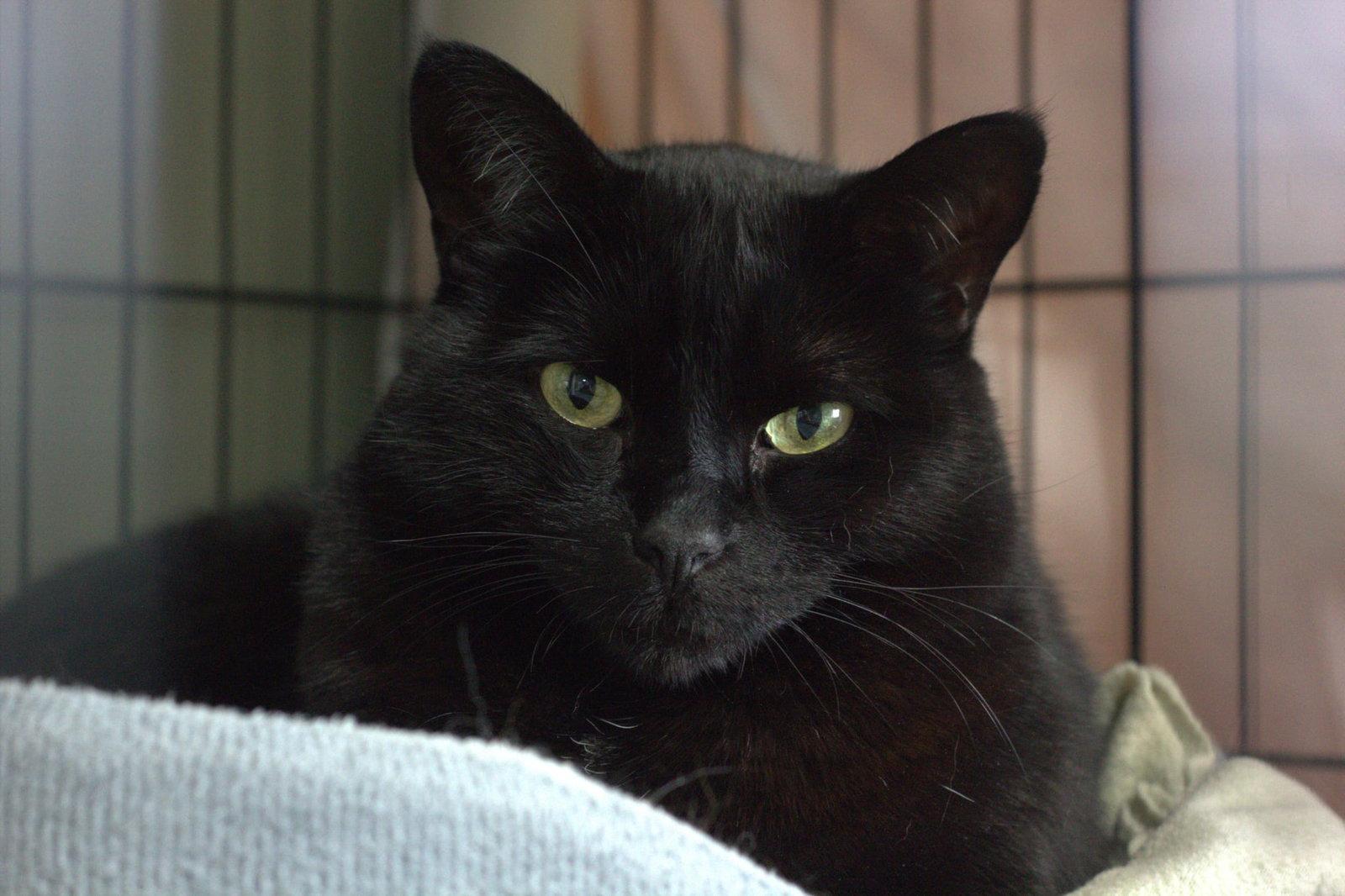 Enlarge Mulan, a Adoptable Domestic Short Hair in Montreal, QC image 2/2