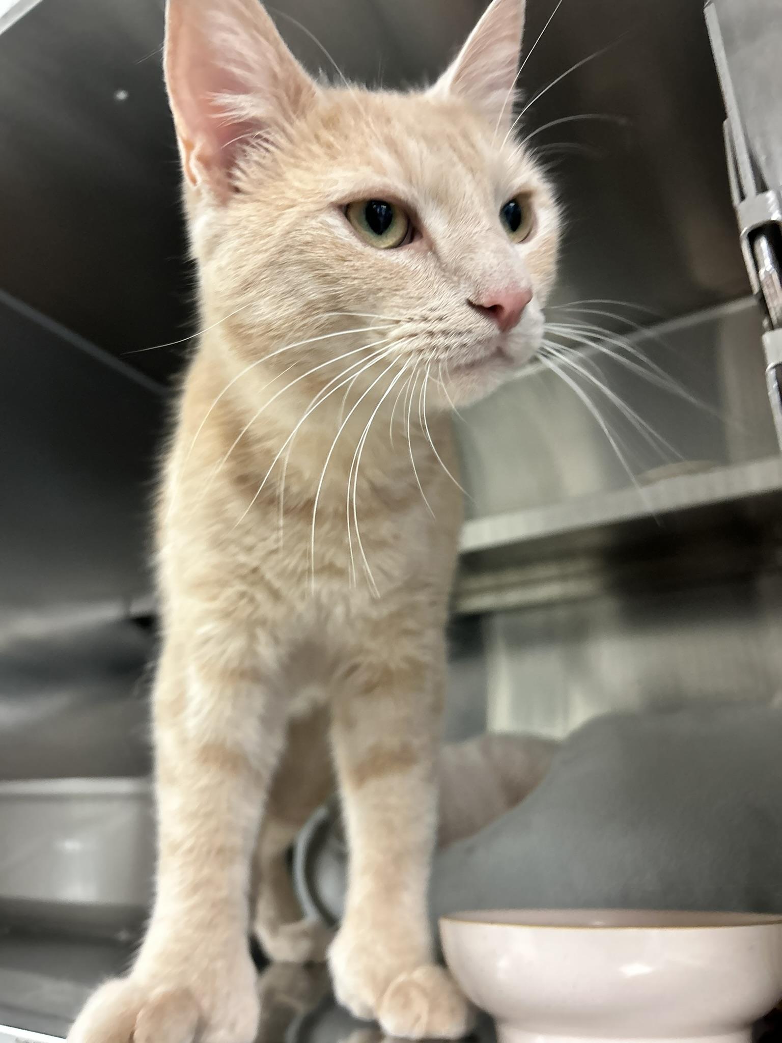 Enlarge Peanut, an adopted Extra-Toes Cat / Hemingway Polydactyl in Sudbury, MA image 2/3