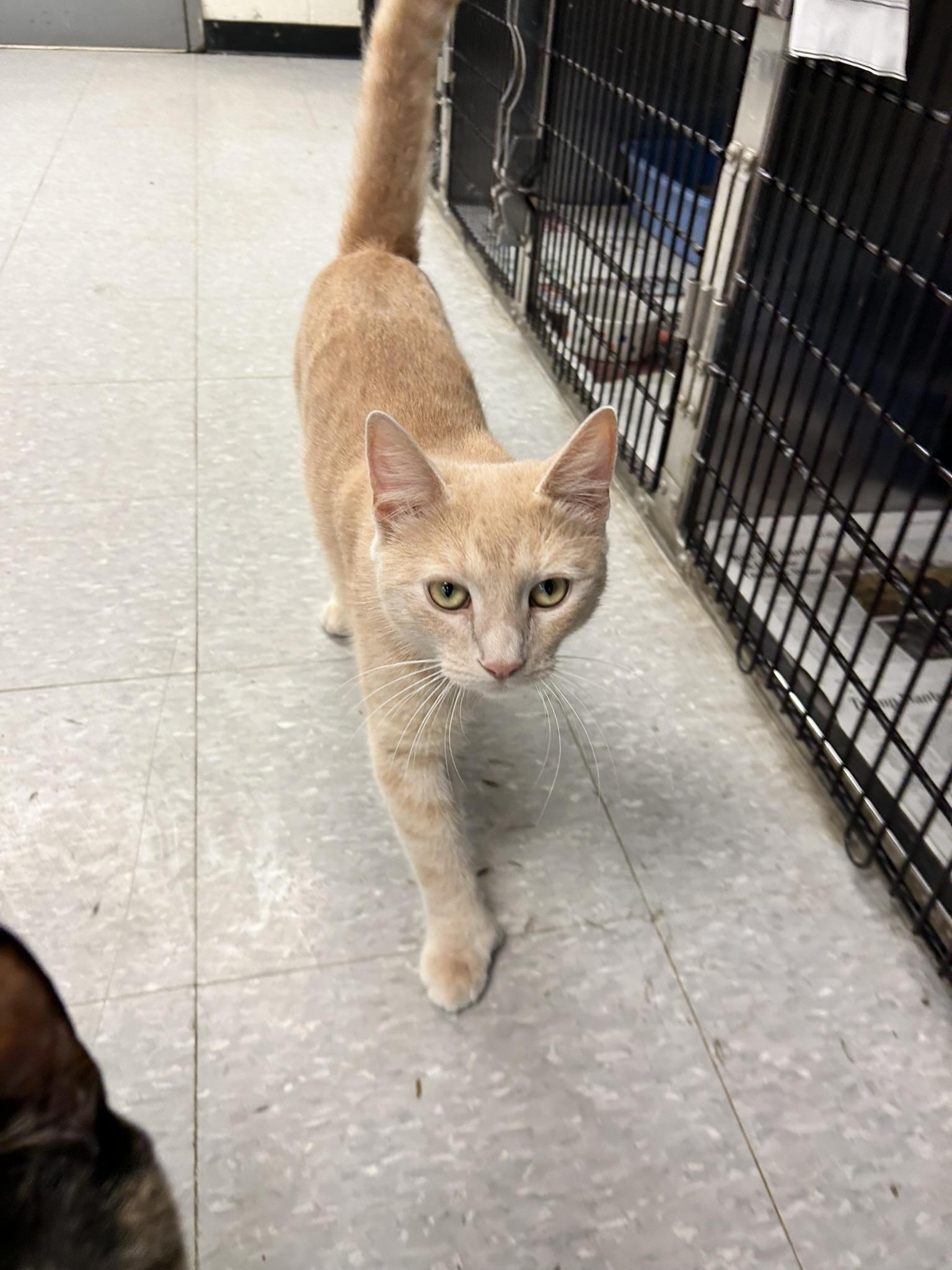 Peanut, adopted, Young Male Extra-Toes Cat / Hemingway Polydactyl.