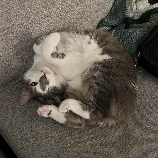 Enlarge Hunny, a Adoptable Domestic Short Hair in Washougal, WA image 1/3