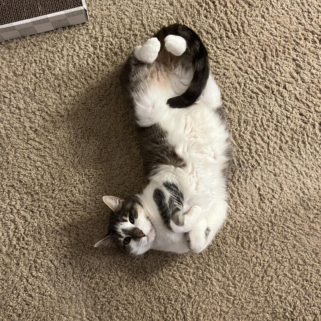 Enlarge Hunny, a Adoptable Domestic Short Hair in Washougal, WA image 2/3