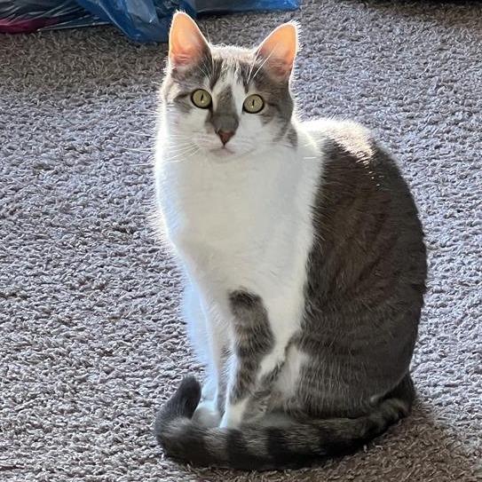 Enlarge Hunny, a Adoptable Domestic Short Hair in Washougal, WA image 3/3