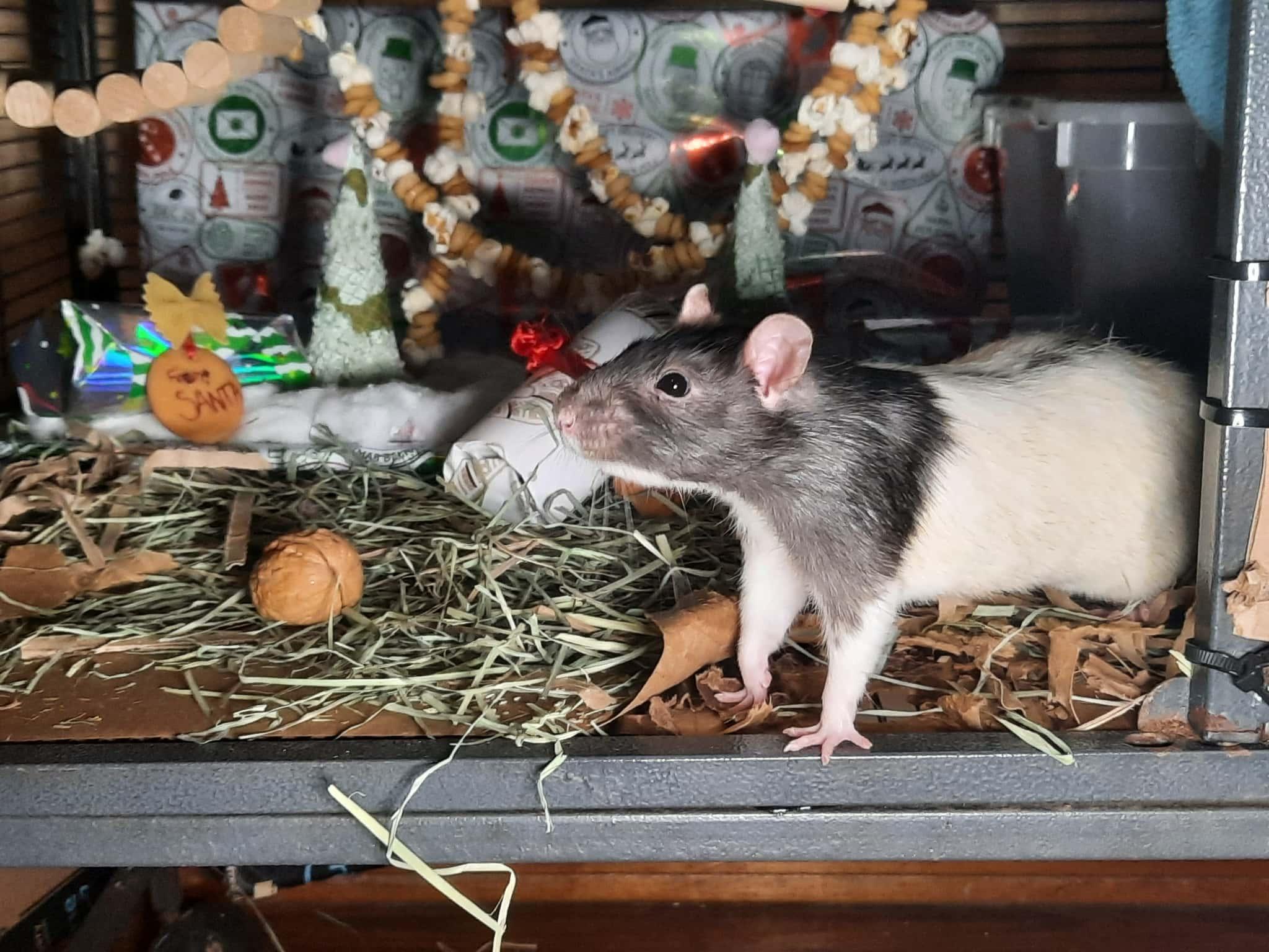 Norb, Daggett, and Bing : video!!, a Adoptable Rat in Edinburg, PA image 2/6