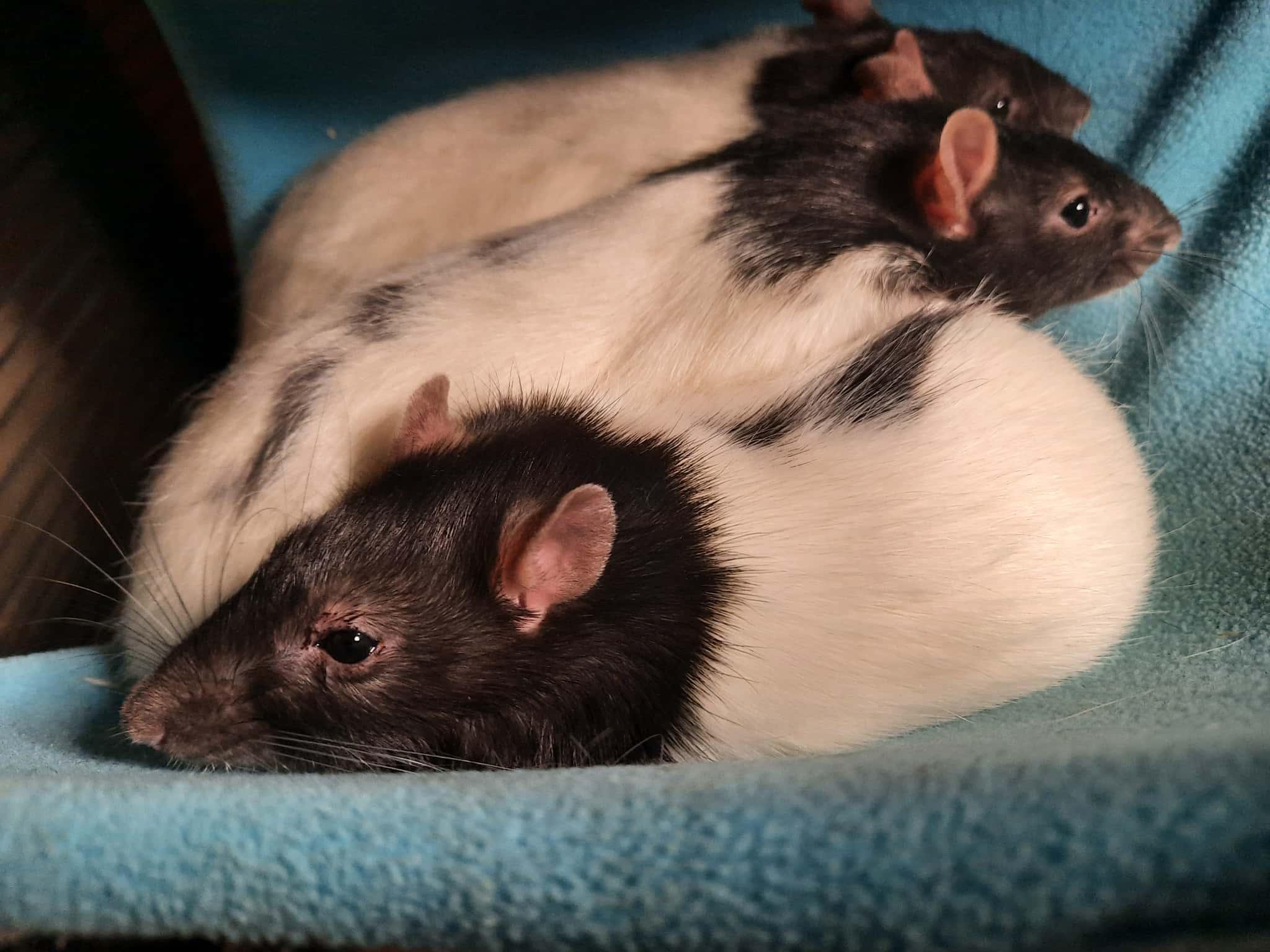 Norb, Daggett, and Bing : video!!, a Adoptable Rat in Edinburg, PA image 3/6